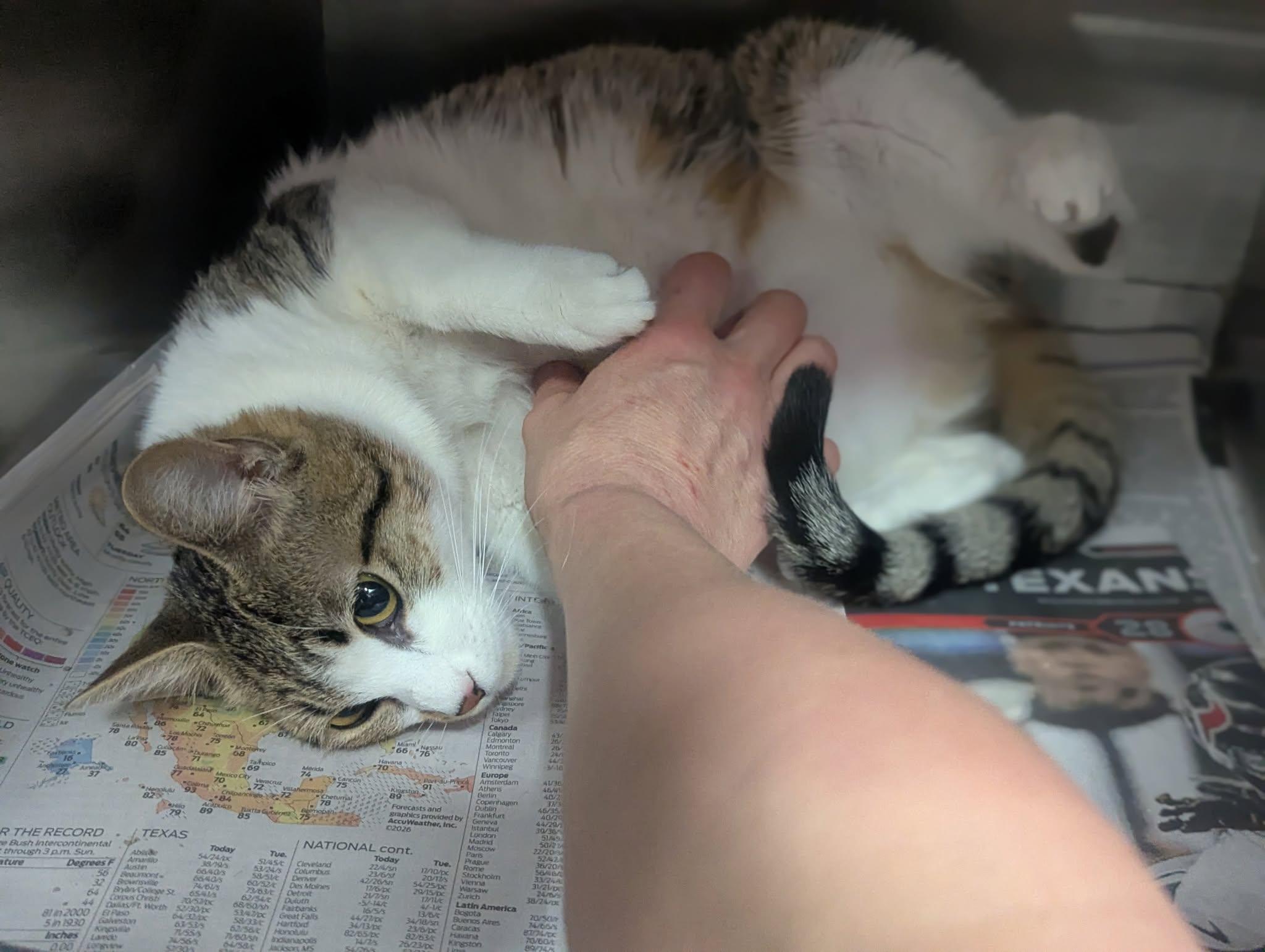 Enlarge Izma & Makayla, an adopted Domestic Short Hair in Lakewood, CO image 4/6