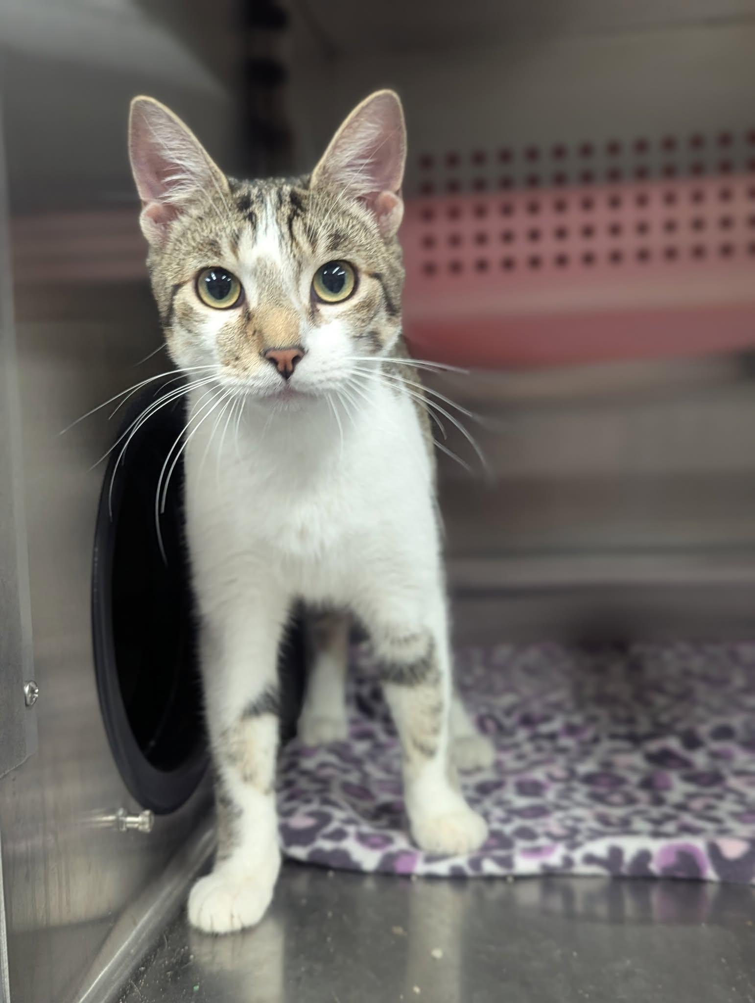 Enlarge Izma & Makayla, an adopted Domestic Short Hair in Lakewood, CO image 1/6