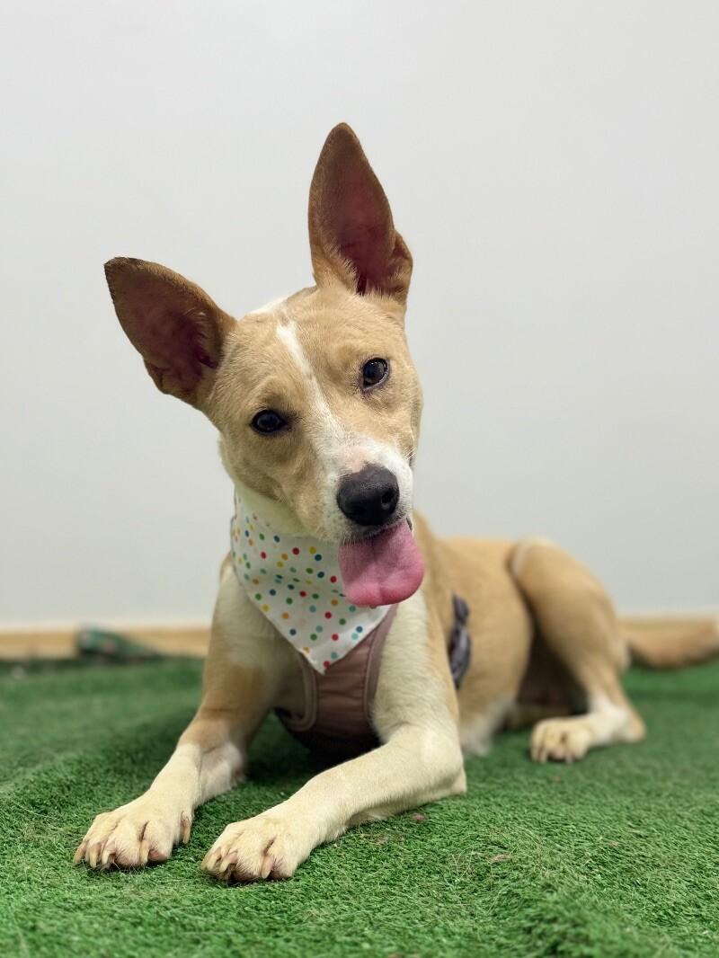 Colette, an adoptable Carolina Dog & Spaniel Mix in Concord, CA_image-1