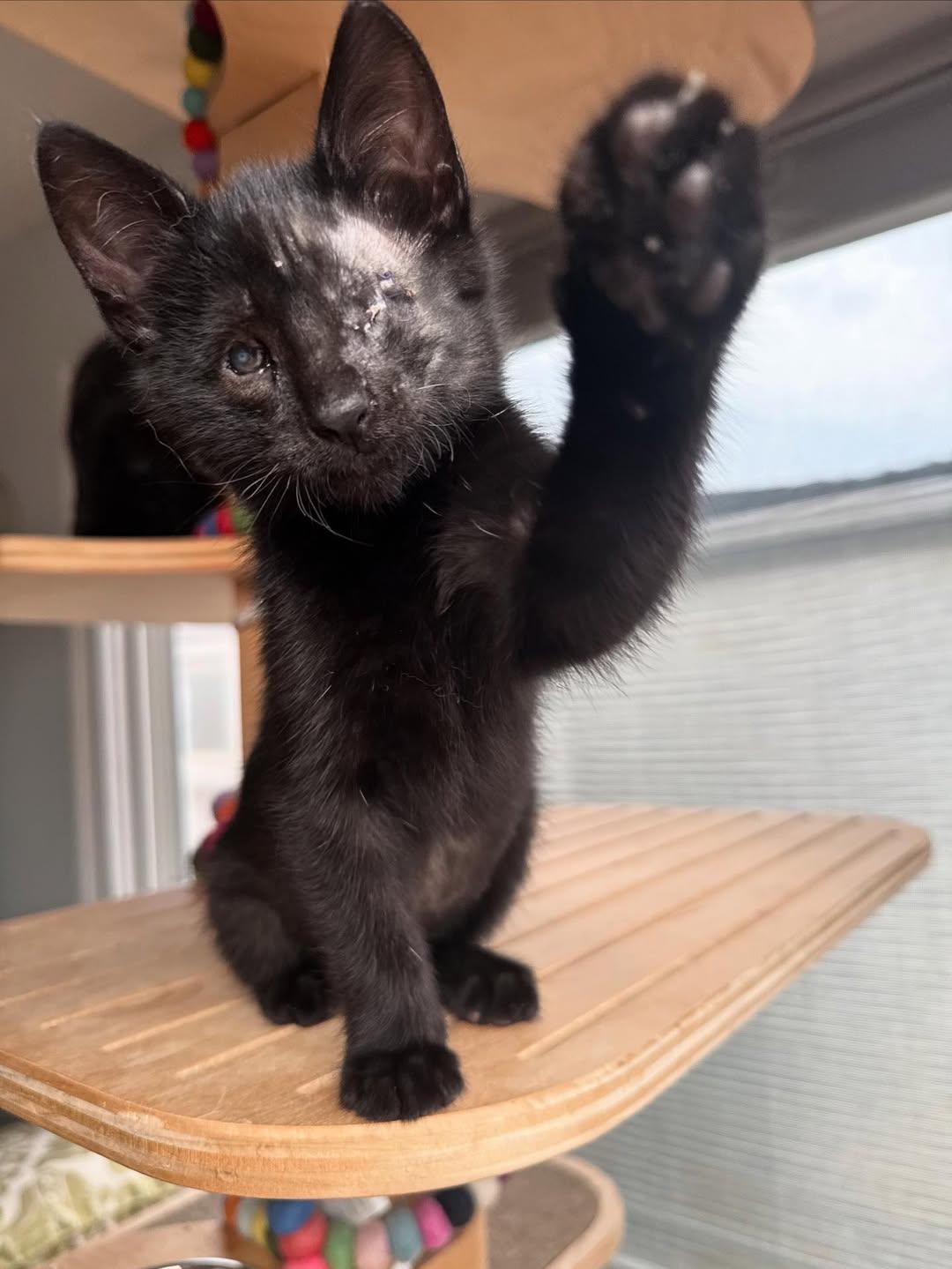 Enlarge Ren, an adopted Domestic Short Hair in Shoreline , WA image 3/4