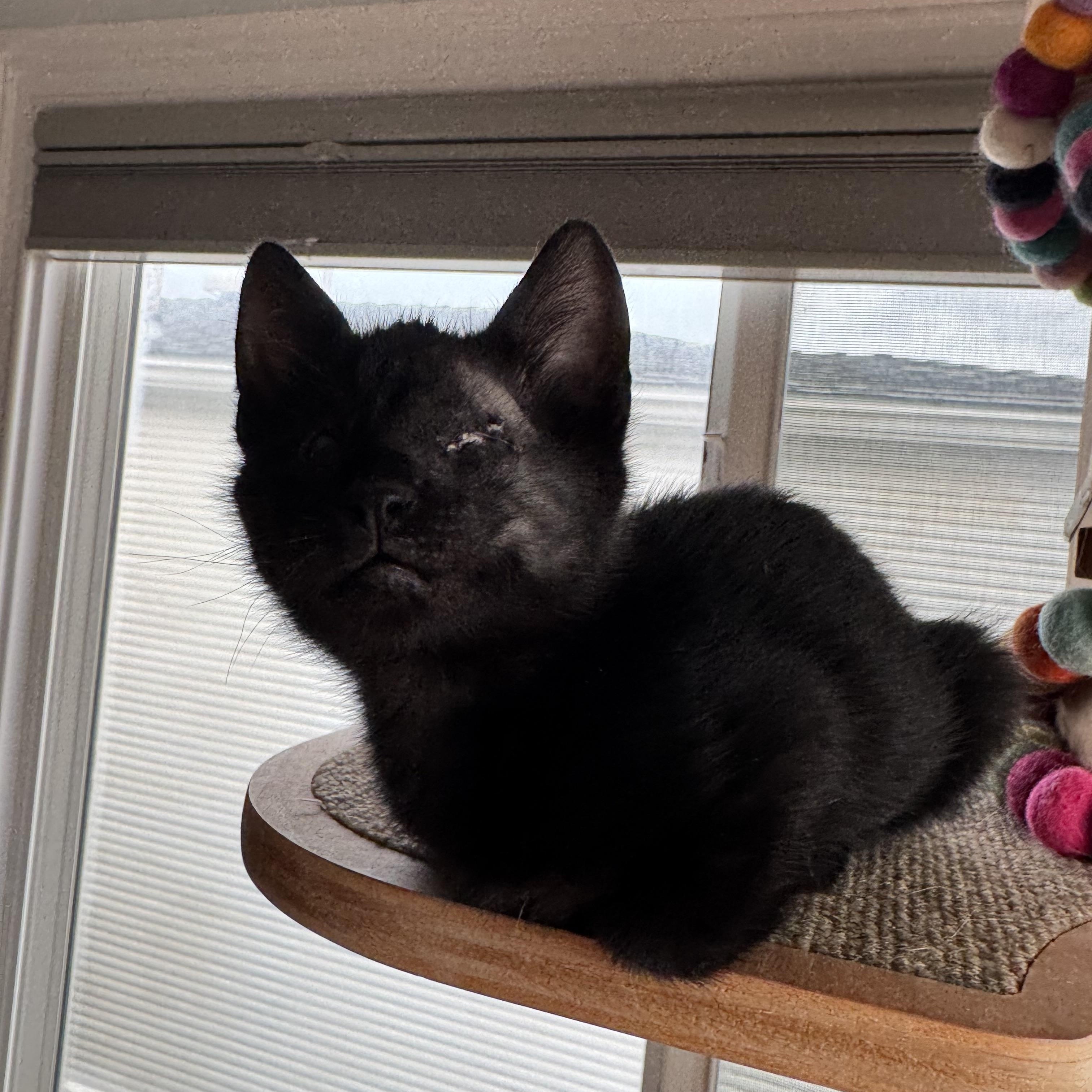 Enlarge Ren, an adopted Domestic Short Hair in Shoreline , WA image 4/4