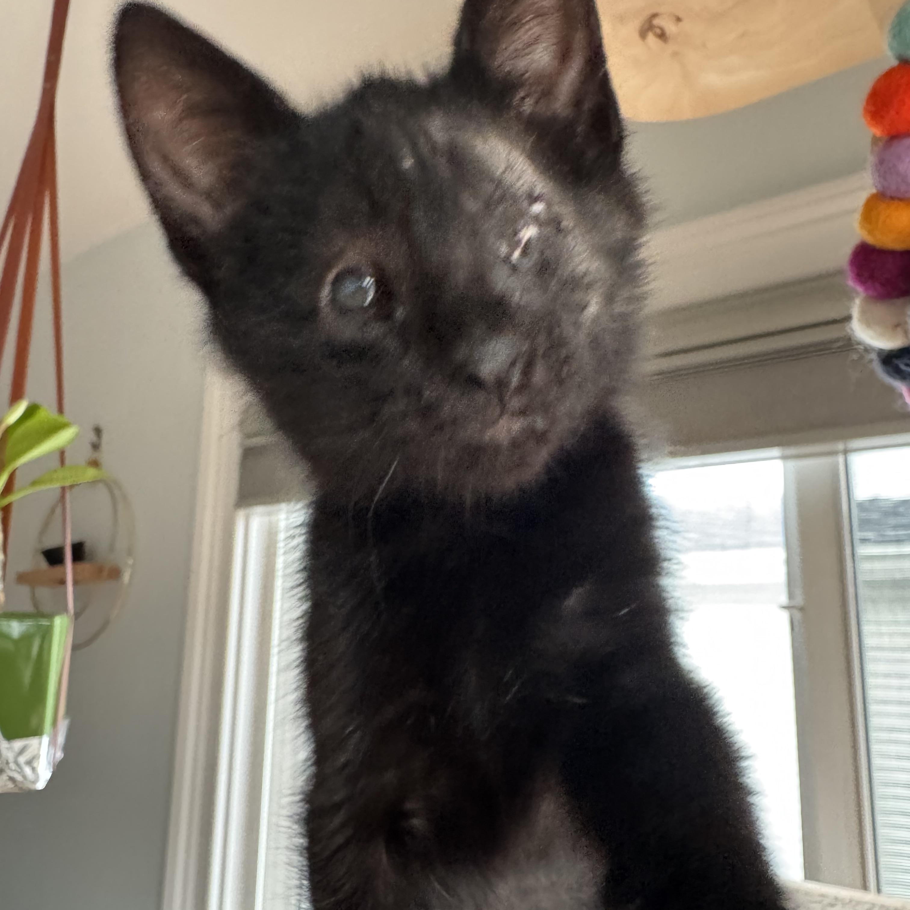 Enlarge Ren, an adopted Domestic Short Hair in Shoreline , WA image 2/4