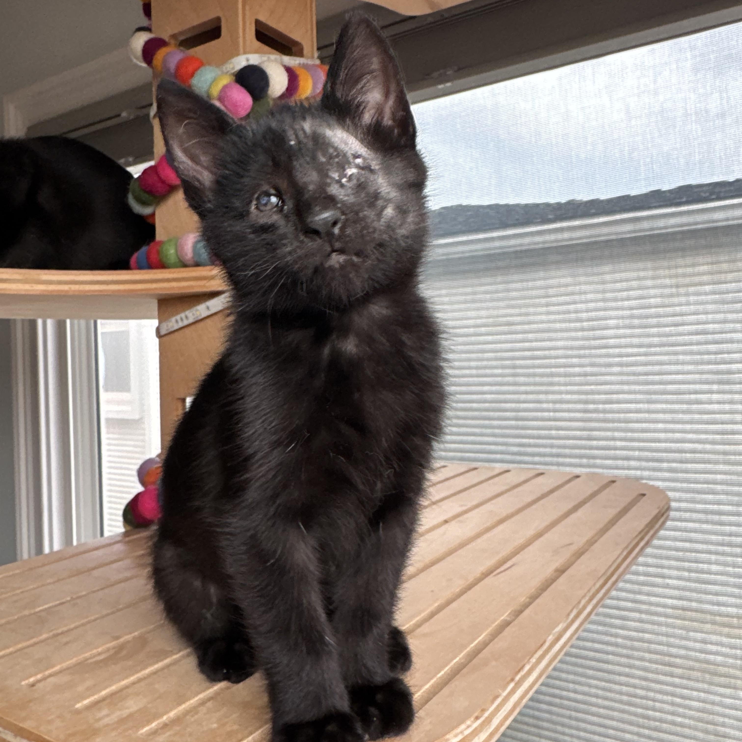 Enlarge Ren, an adopted Domestic Short Hair in Shoreline , WA image 1/4