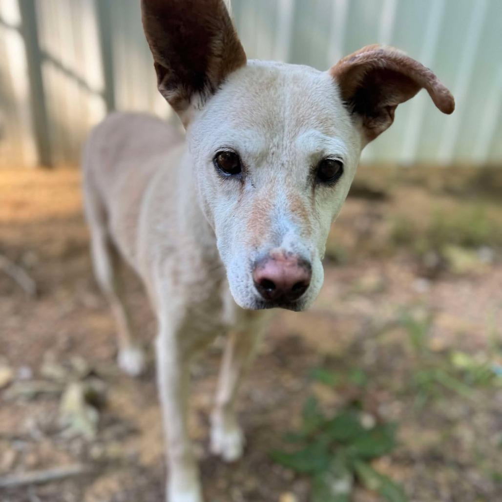 Muffee — thumbnail 2