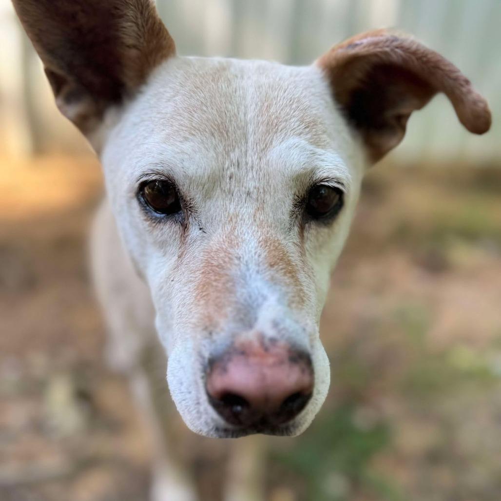 Muffee — thumbnail 3