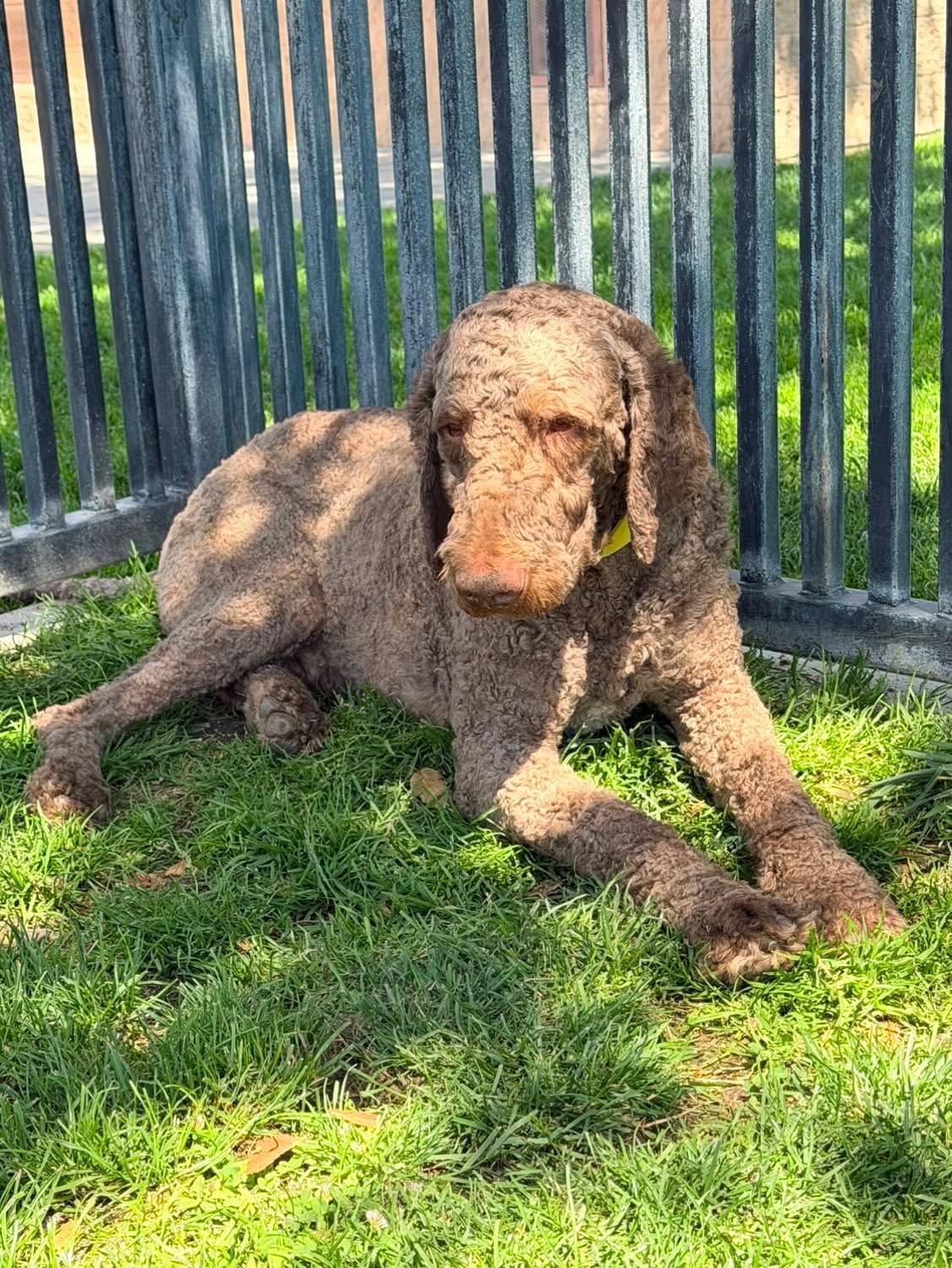 Paddington, a ADOPTABLE Labradoodle in Oakland, CA image 2/2