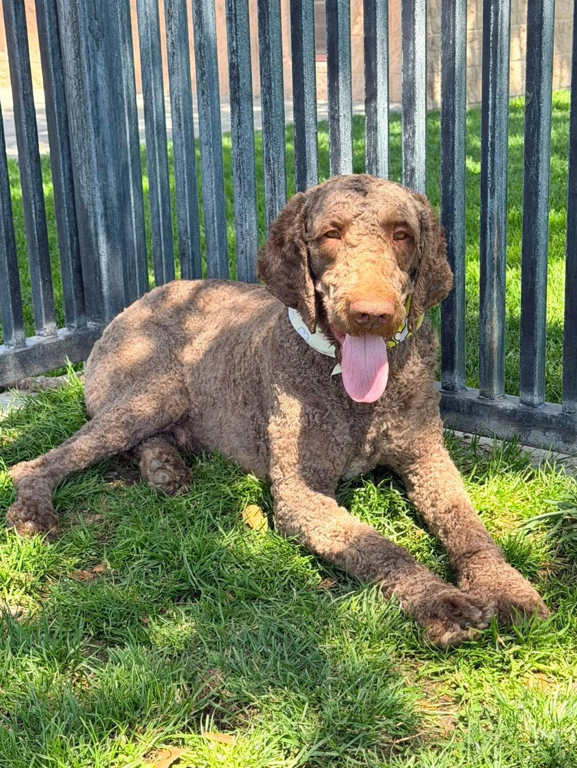 Paddington, ADOPTABLE, Young Male Labradoodle.