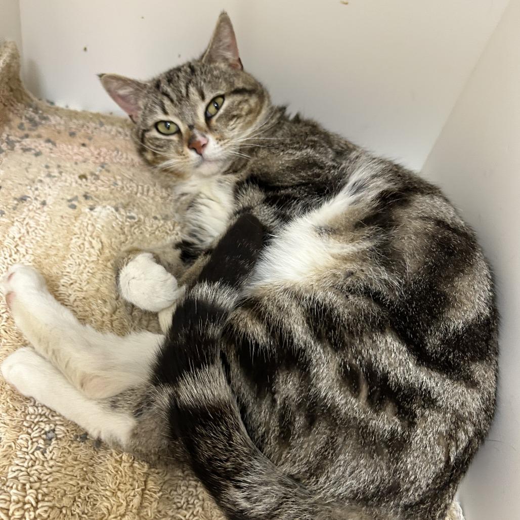 Enlarge Rico, a Adoptable Domestic Short Hair in Mebane, NC image 1/4