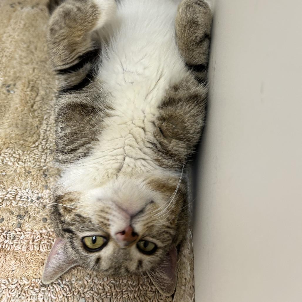 Enlarge Rico, a Adoptable Domestic Short Hair in Mebane, NC image 2/4