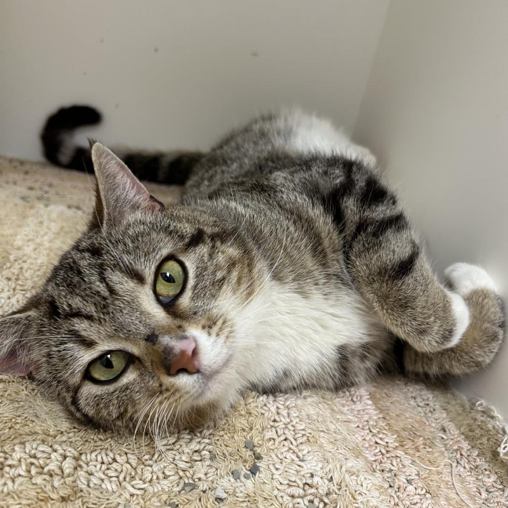 Enlarge Rico, a Adoptable Domestic Short Hair in Mebane, NC image 3/4