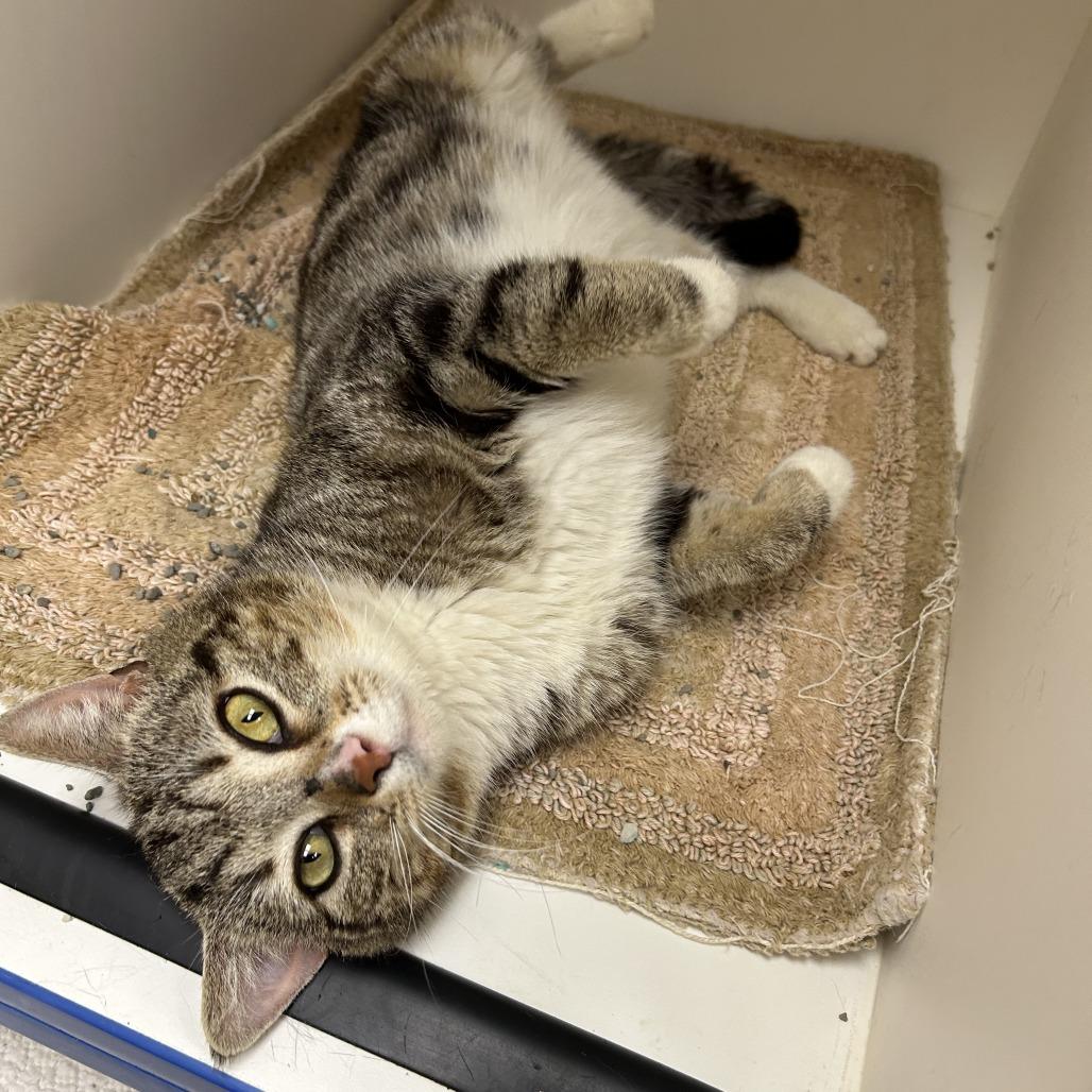 Enlarge Rico, a Adoptable Domestic Short Hair in Mebane, NC image 4/4