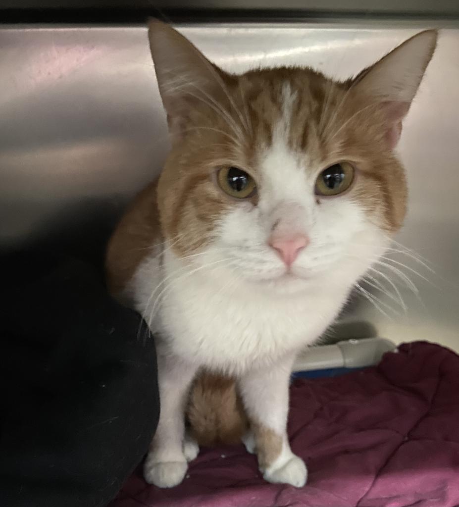 Finster, Adopted, Adult Female Domestic Short Hair.