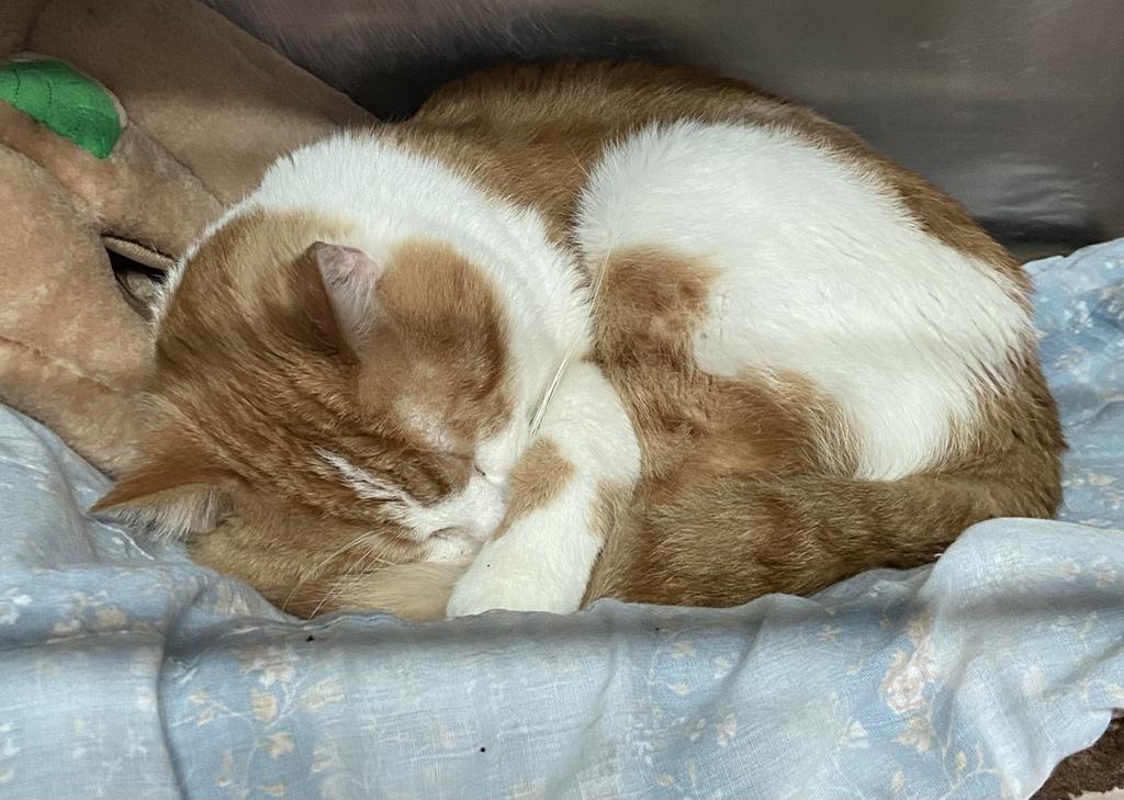 Enlarge Finster, a Adopted mixed breed in Virginia, MN image 2/2