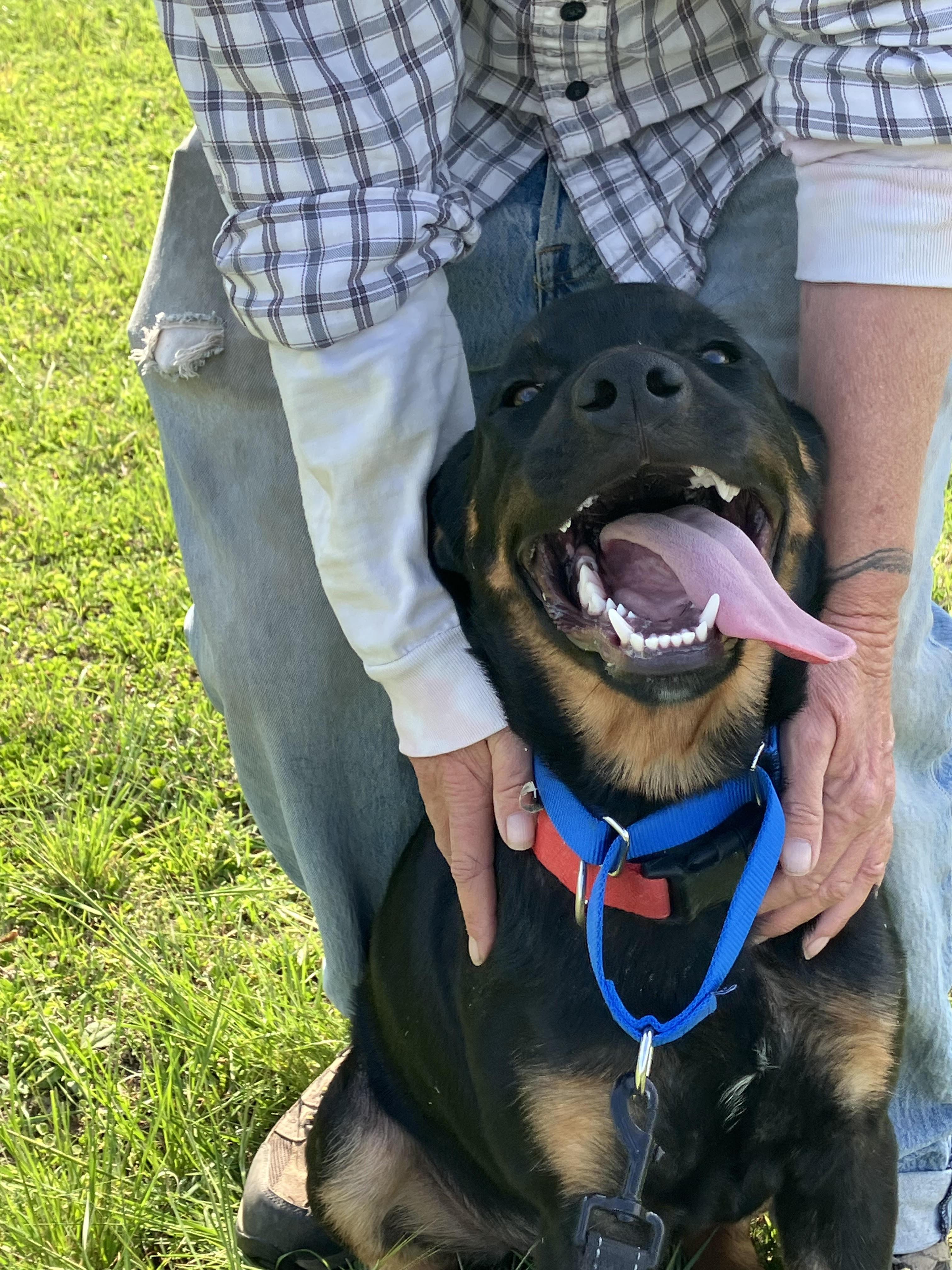 Enlarge BARNEY-Beautiful Boy, a Adopted mixed breed in Hamilton, TX image 4/6