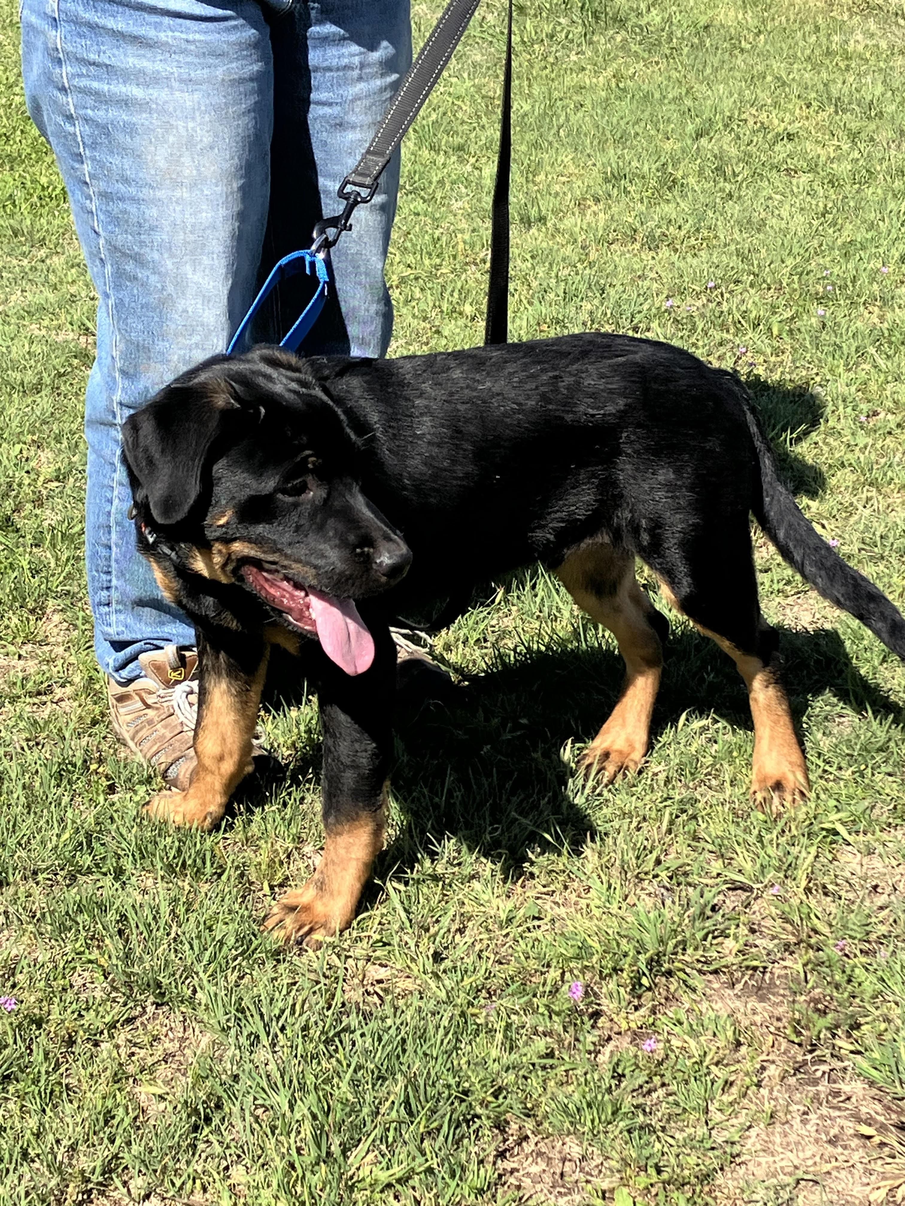 Enlarge BARNEY-Beautiful Boy, a Adopted mixed breed in Hamilton, TX image 5/6