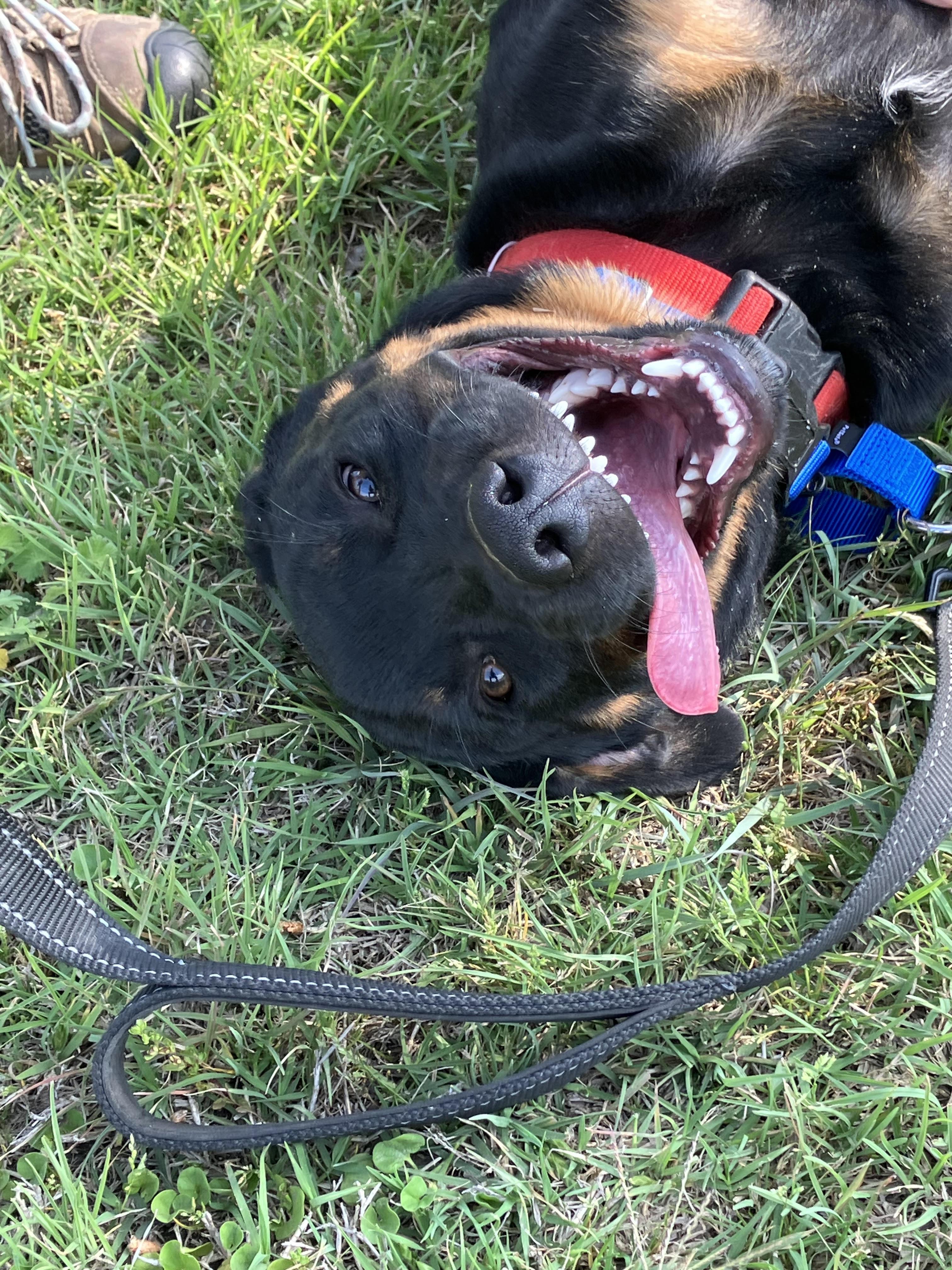 Enlarge BARNEY-Beautiful Boy, a Adopted mixed breed in Hamilton, TX image 3/6