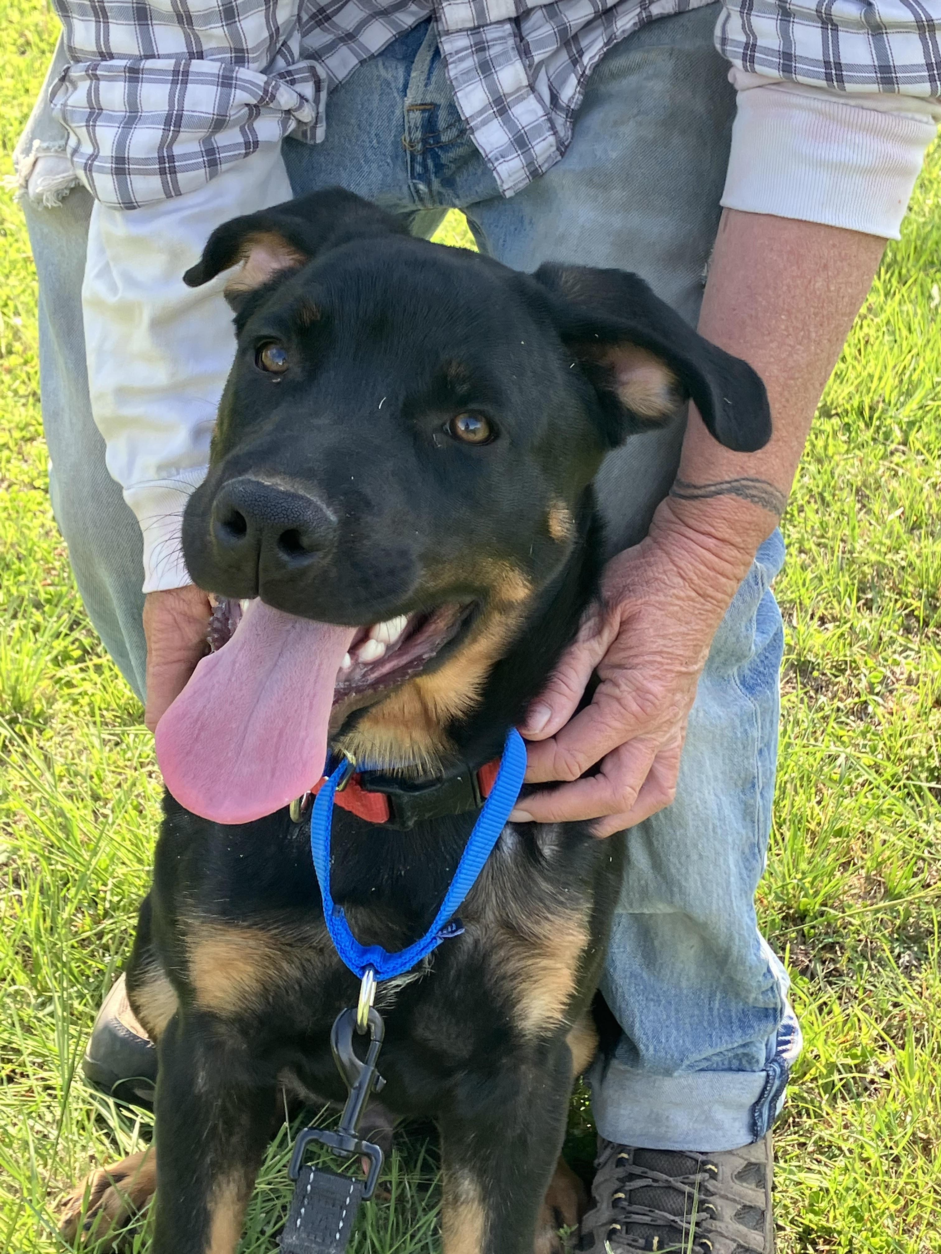 BARNEY-Beautiful Boy, Adopted, Young Male Rottweiler & Mixed Breed.