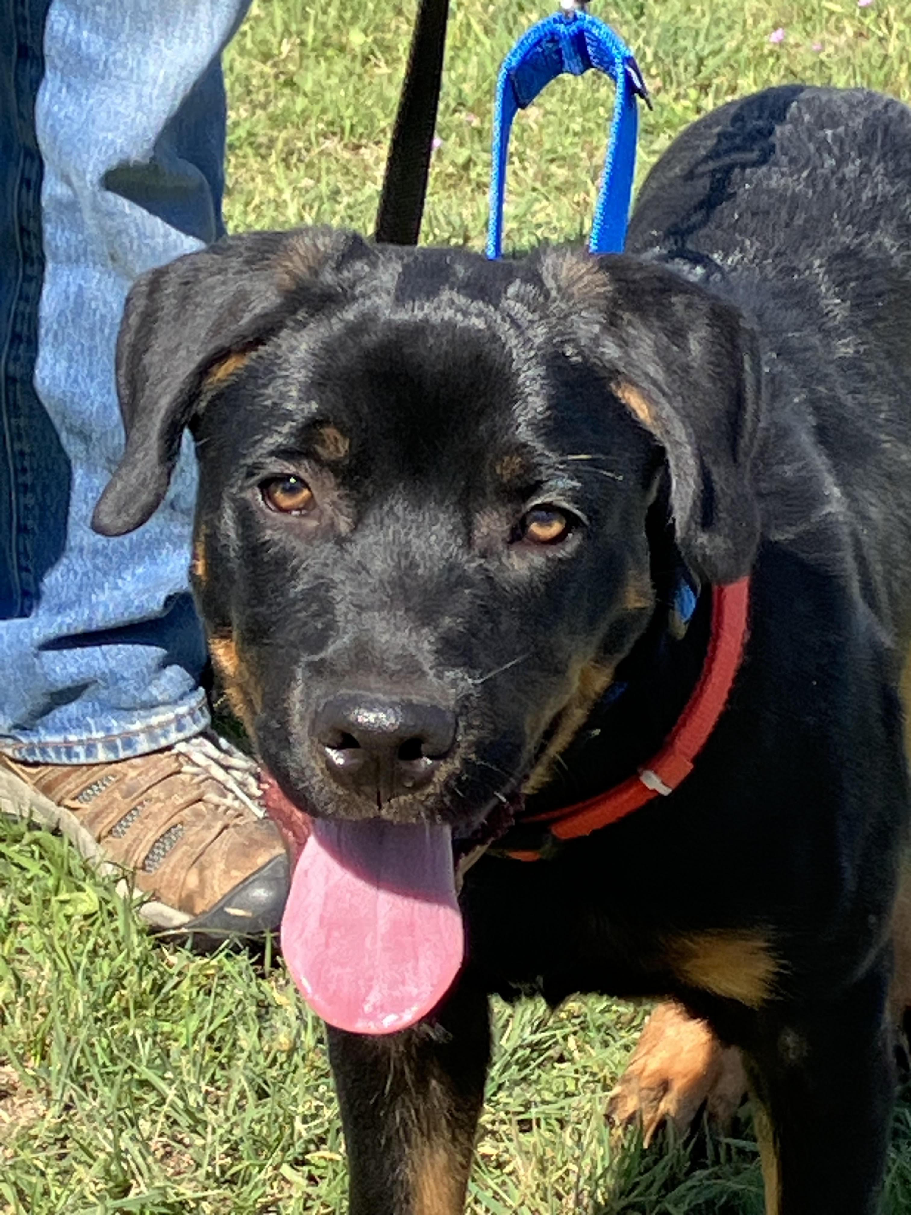 Enlarge BARNEY-Beautiful Boy, a Adopted mixed breed in Hamilton, TX image 2/6