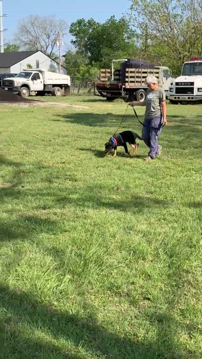 Enlarge BARNEY-Beautiful Boy, a Adopted mixed breed in Hamilton, TX video 6/6