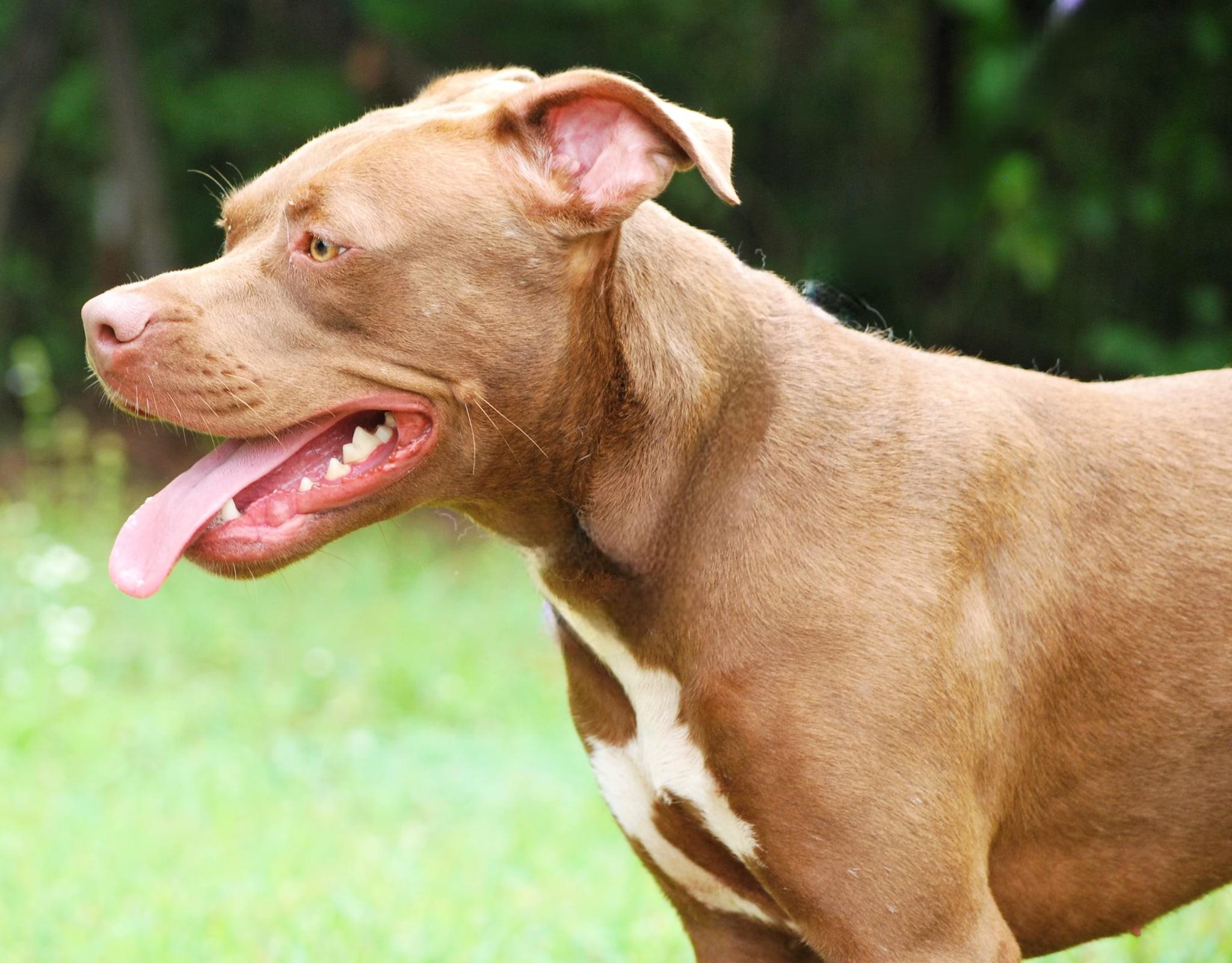 Maple, a Adoptable Pit Bull Terrier in manchester, TN image 5/5