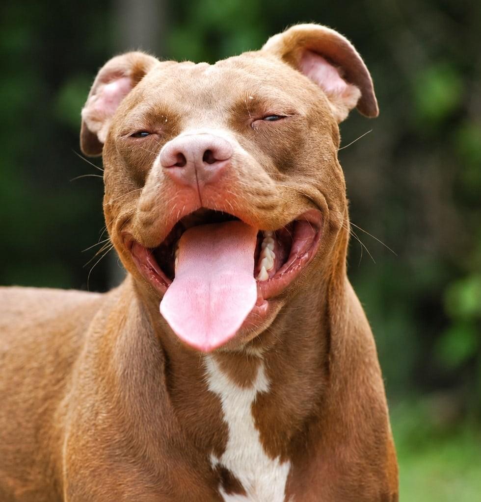 Maple, Adoptable, Puppy Female Pit Bull Terrier.