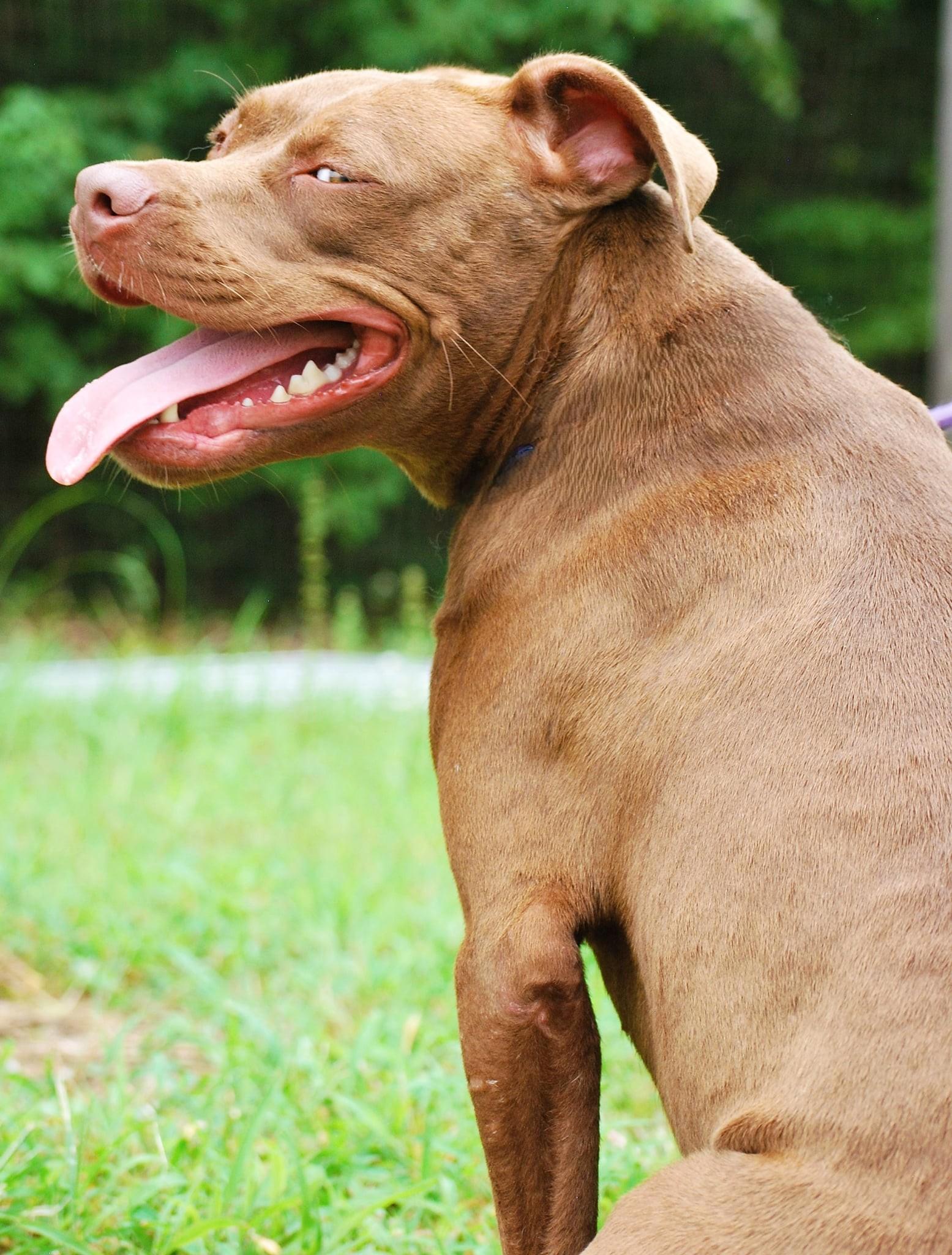 Maple, a Adoptable Pit Bull Terrier in manchester, TN image 4/5