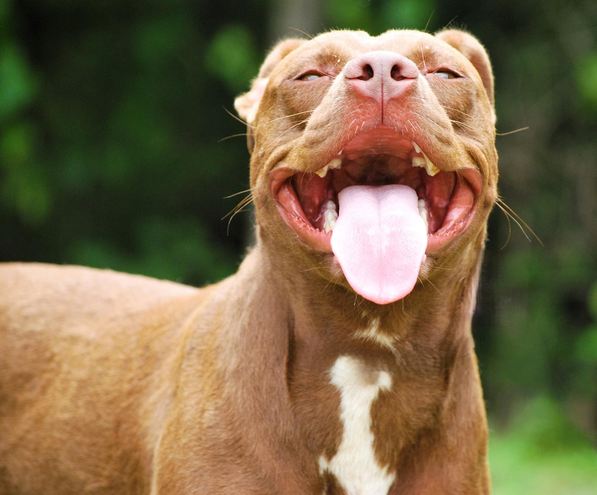 Maple, a Adoptable Pit Bull Terrier in manchester, TN image 3/5
