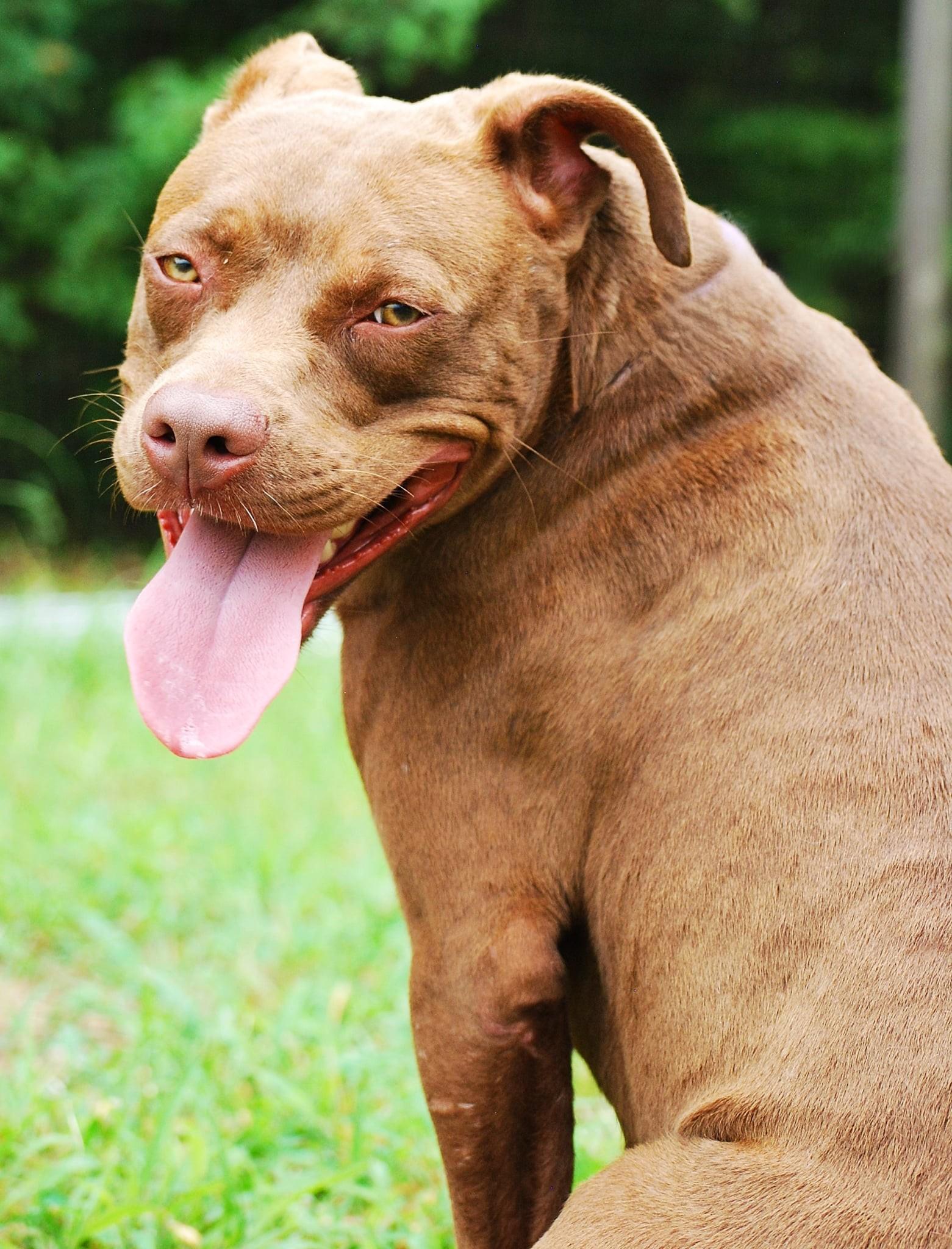 Maple, a Adoptable Pit Bull Terrier in manchester, TN image 2/5