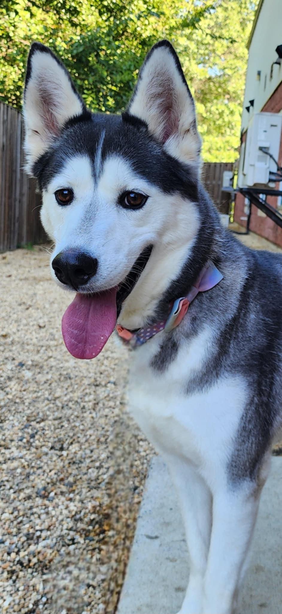 JUNO, Adoptable, Adult Female Siberian Husky.