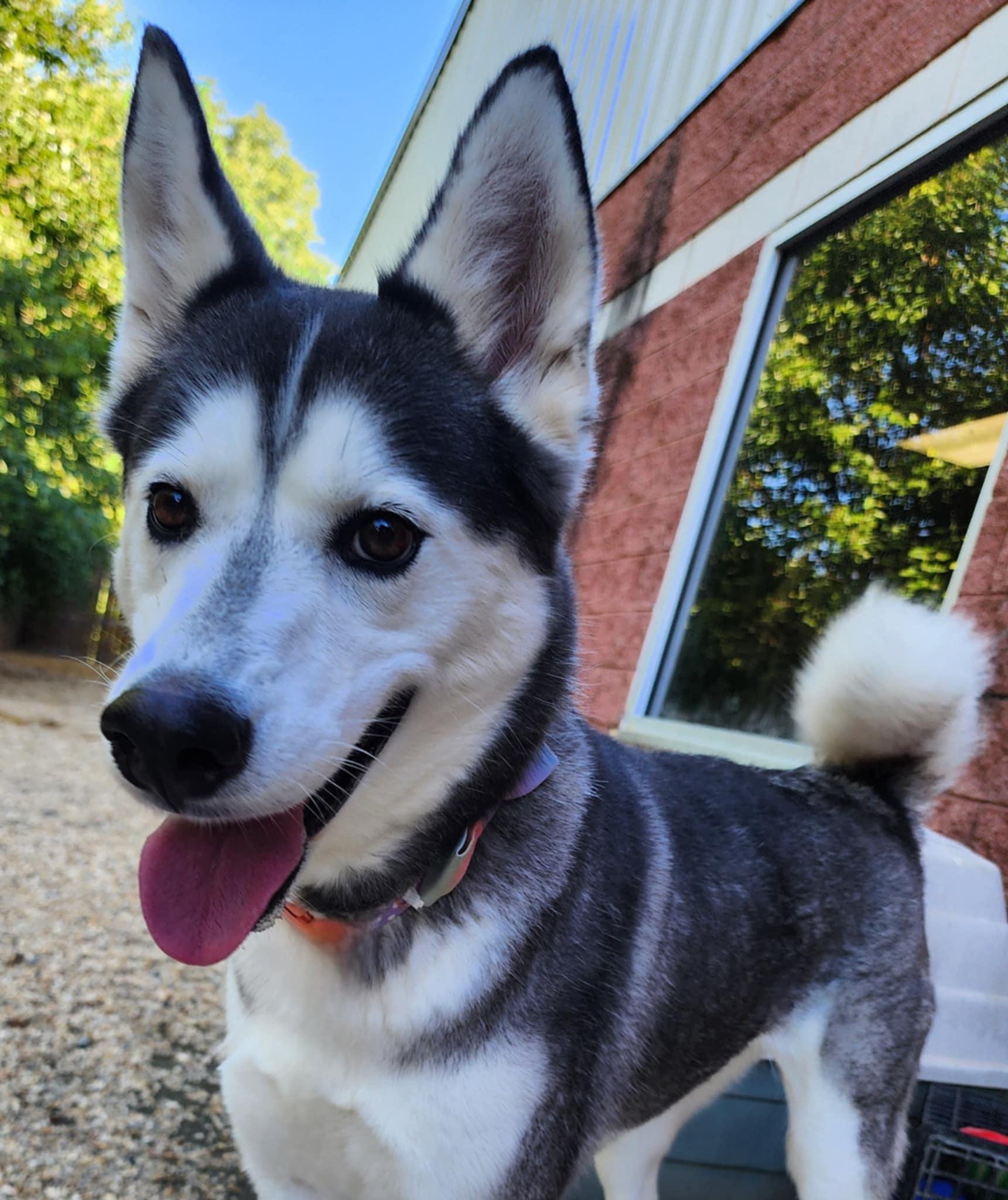 Enlarge JUNO, a Adoptable Siberian Husky in Manassas, VA image 2/3