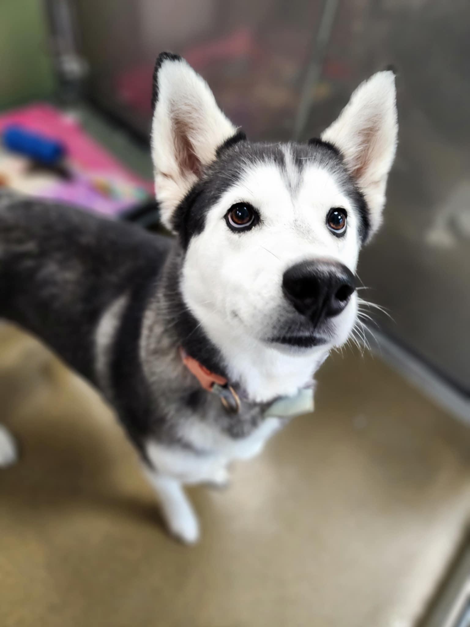 Enlarge JUNO, a Adoptable Siberian Husky in Manassas, VA image 3/3
