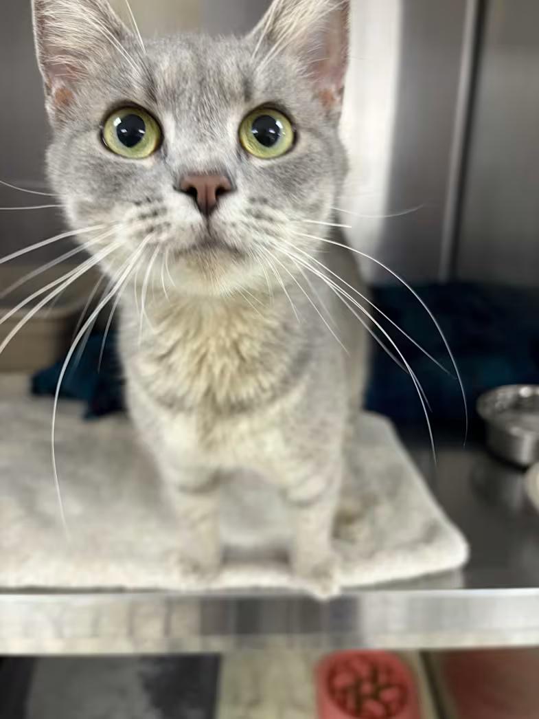 Suzie Cute, Adopted, Adult Female Domestic Short Hair.