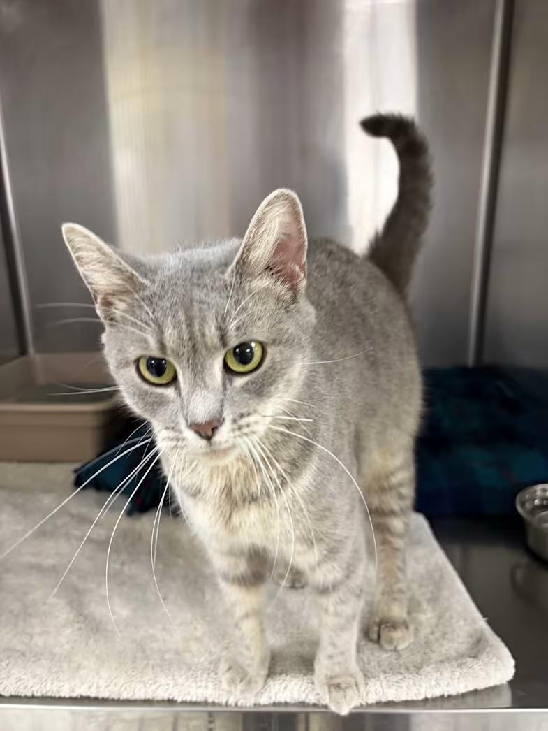 Enlarge Suzie Cute, a Adopted Domestic Short Hair in Greensboro, NC image 2/2