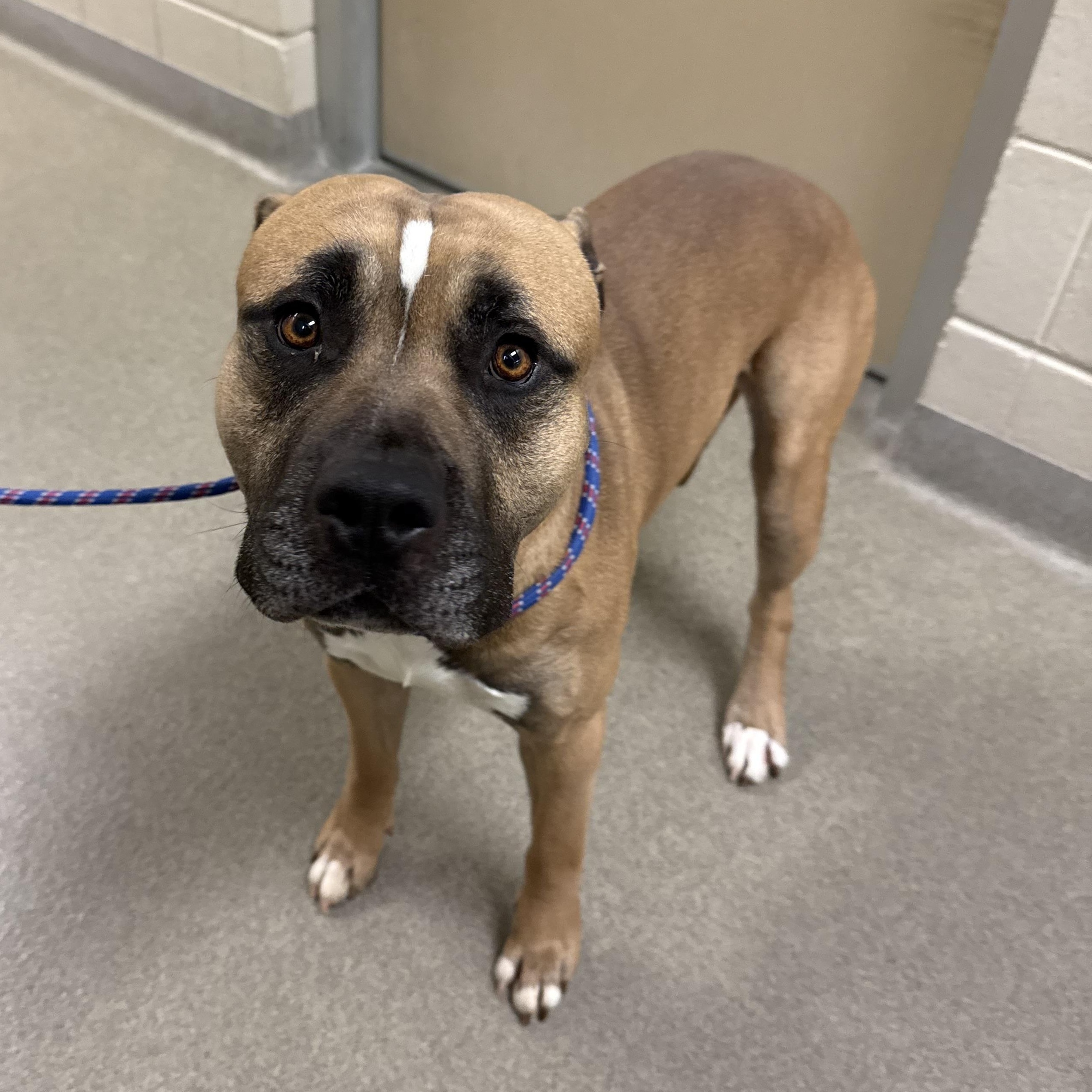 Teddy, ADOPTABLE, Adult Male Mastiff.