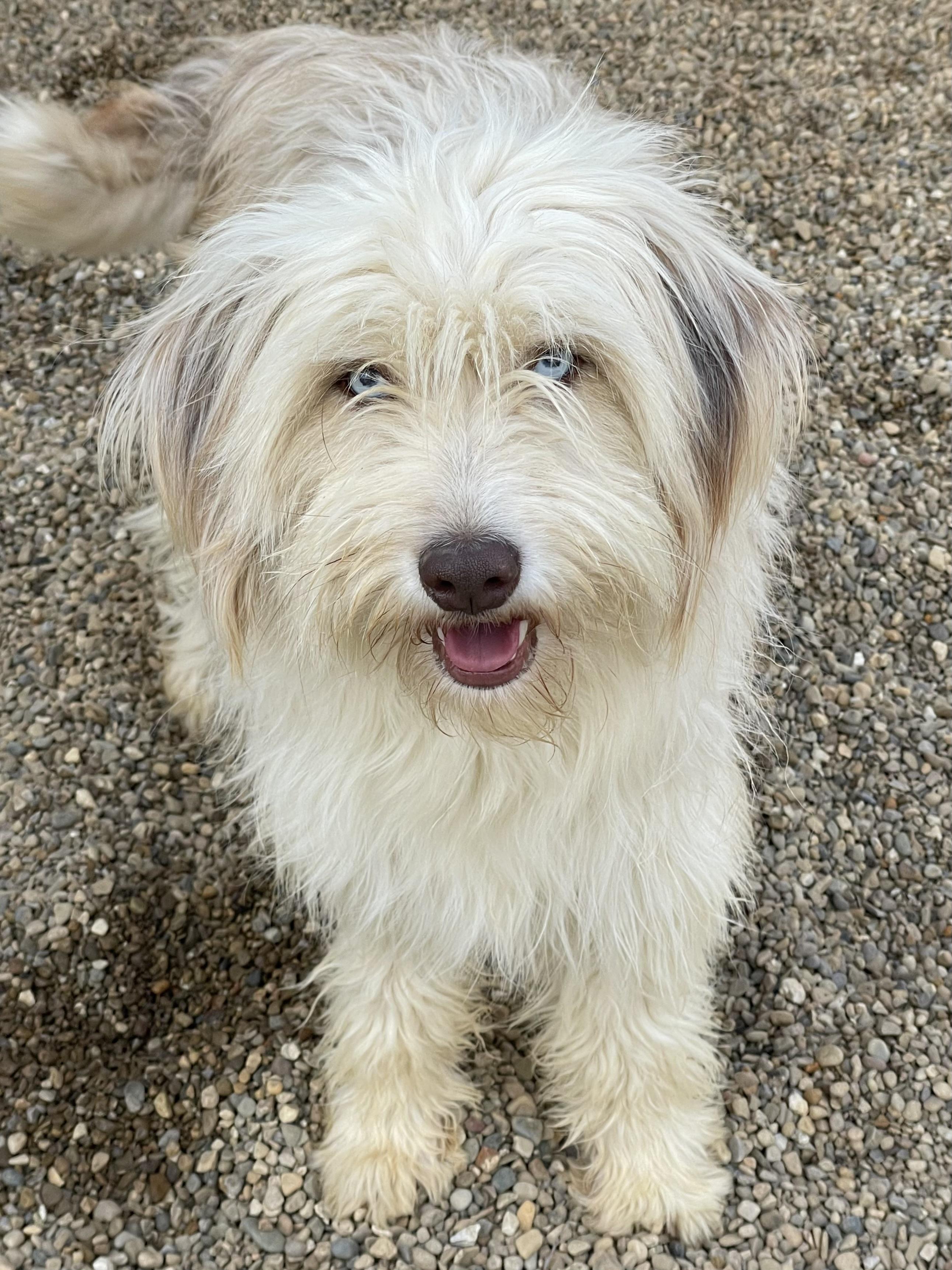 Enlarge Cleo, an adopted mixed breed in Lacon, IL image 5/6
