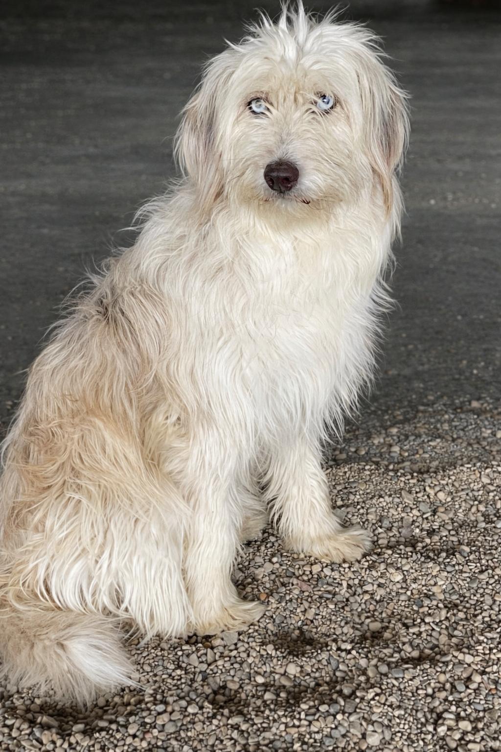 Enlarge Cleo, an adopted mixed breed in Lacon, IL image 6/6