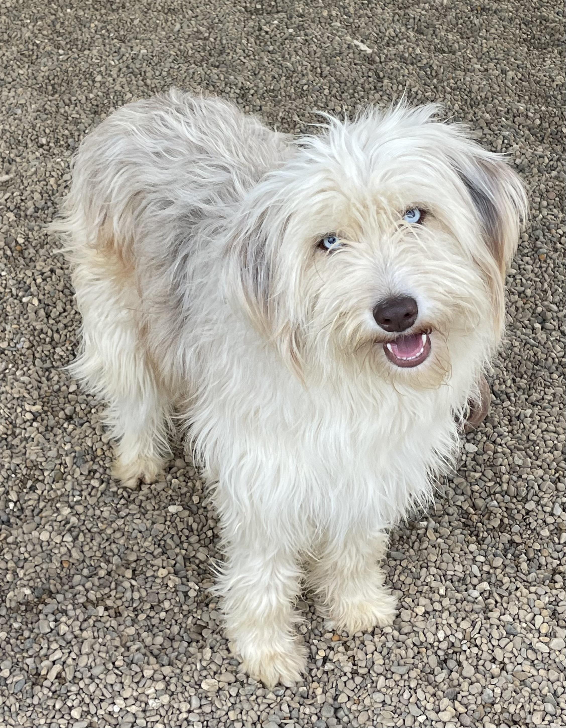 Enlarge Cleo, an adopted mixed breed in Lacon, IL image 1/6