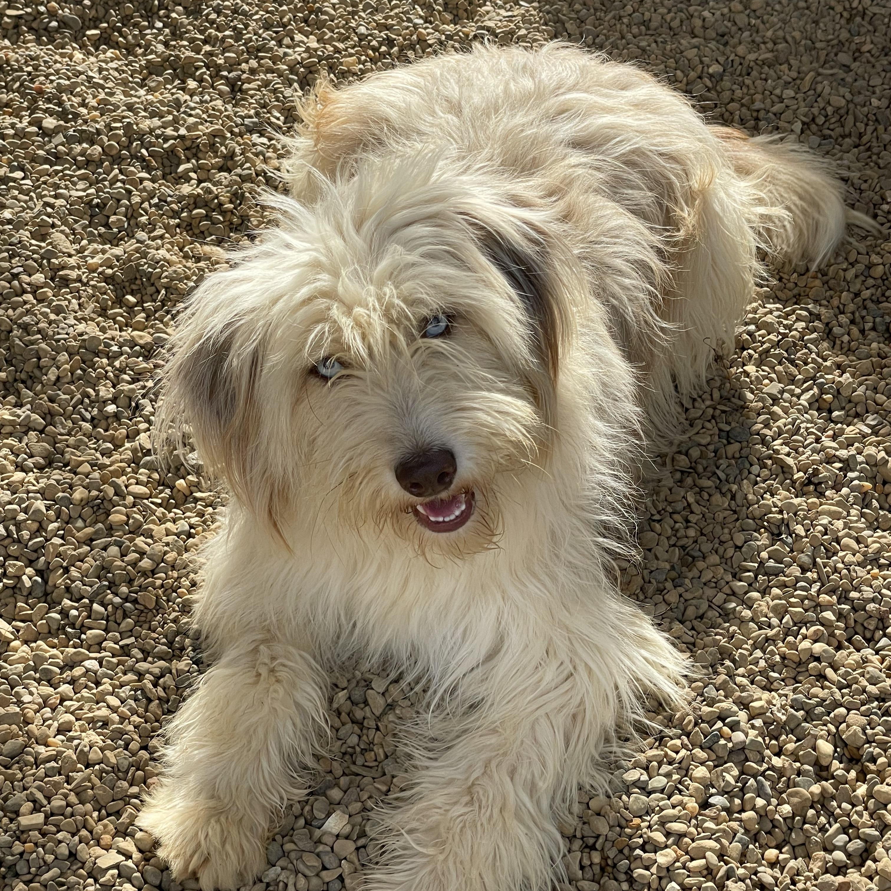 Enlarge Cleo, an adopted mixed breed in Lacon, IL image 3/6
