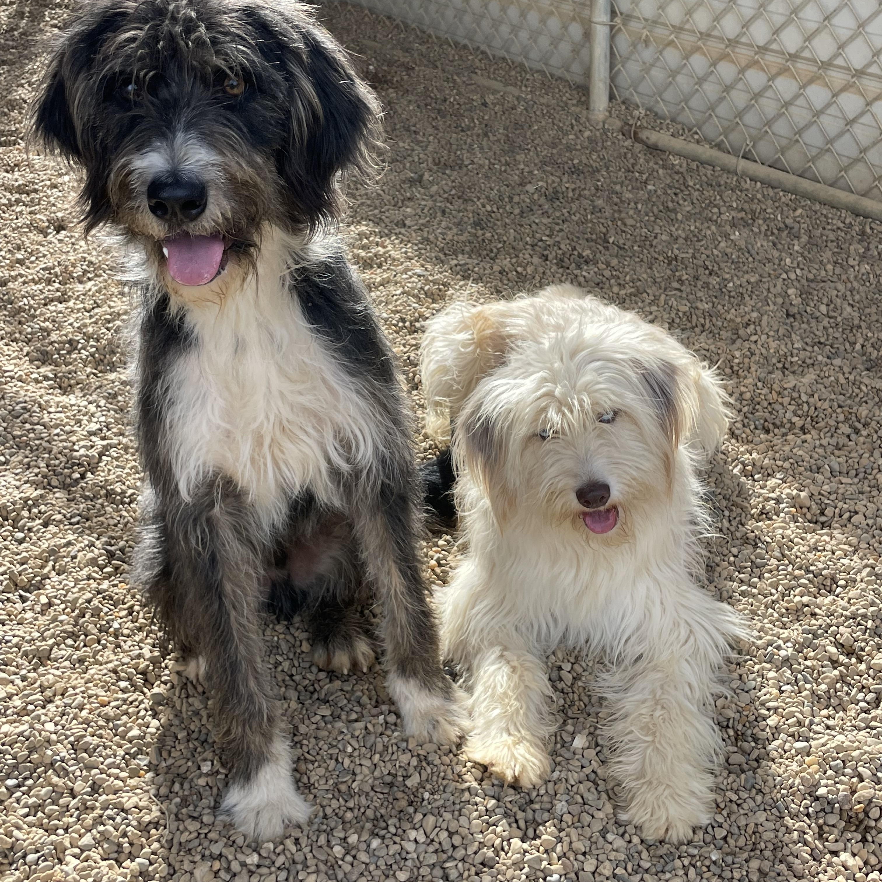 Enlarge Cleo, an adopted mixed breed in Lacon, IL image 2/6