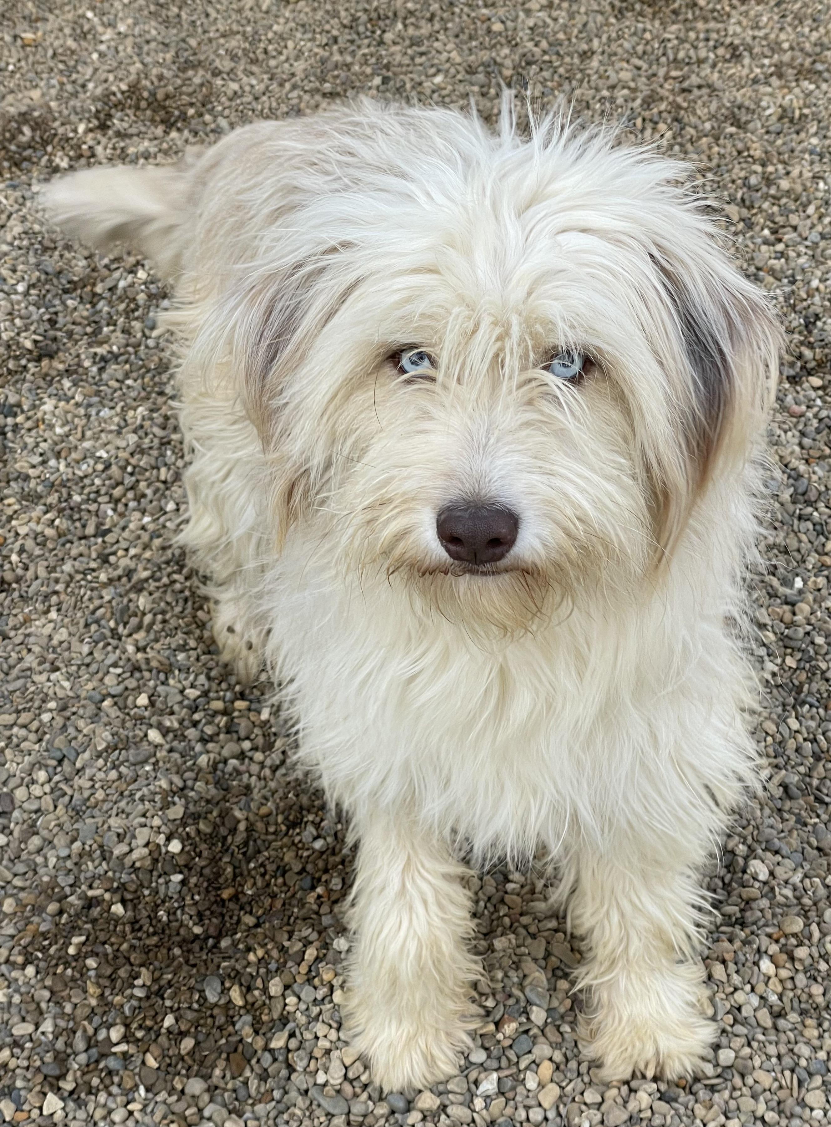 Enlarge Cleo, an adopted mixed breed in Lacon, IL image 4/6