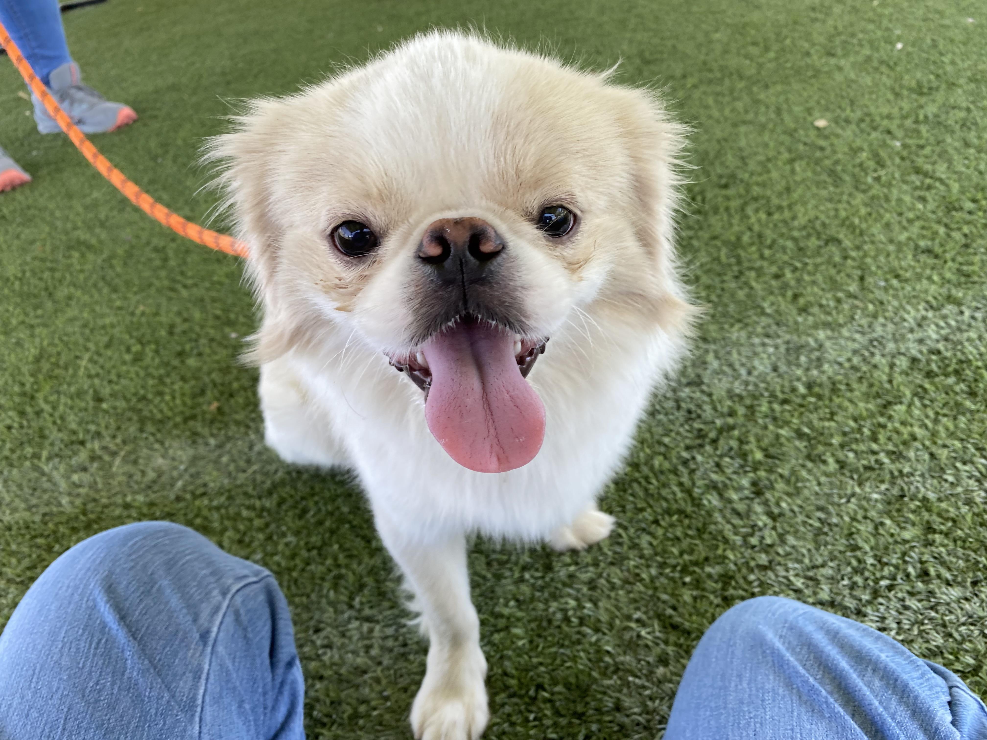 Seth, an adoptable Pekingese in El Paso, TX, 79821 | Photo Image 2