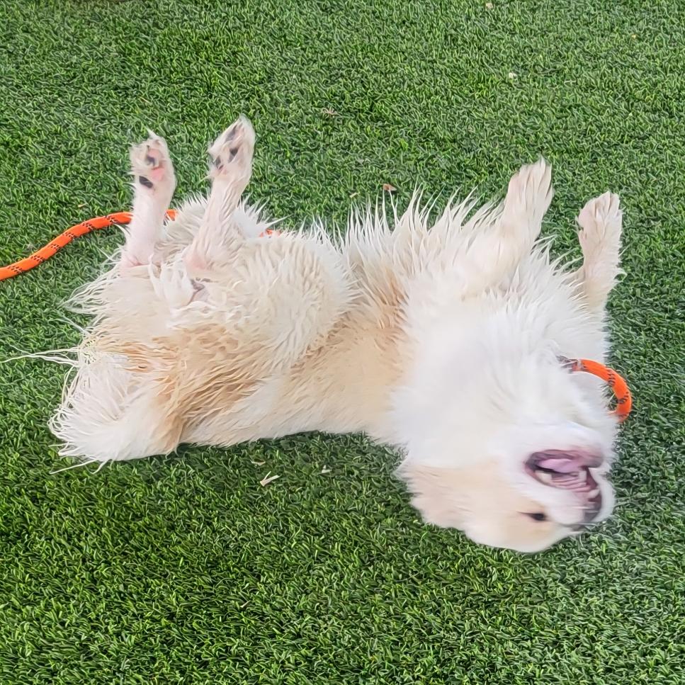 Seth, an adoptable Pekingese in El Paso, TX, 79821 | Photo Image 4