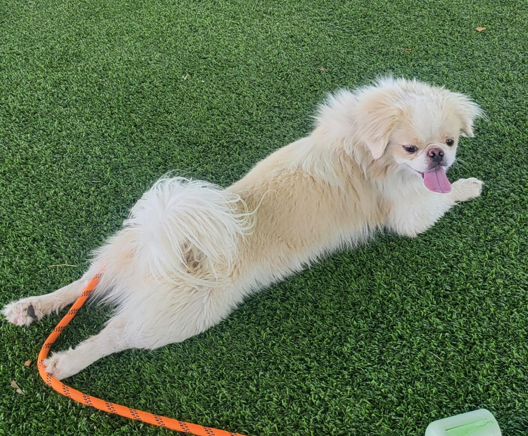 Seth, an adoptable Pekingese in El Paso, TX, 79821 | Photo Image 5