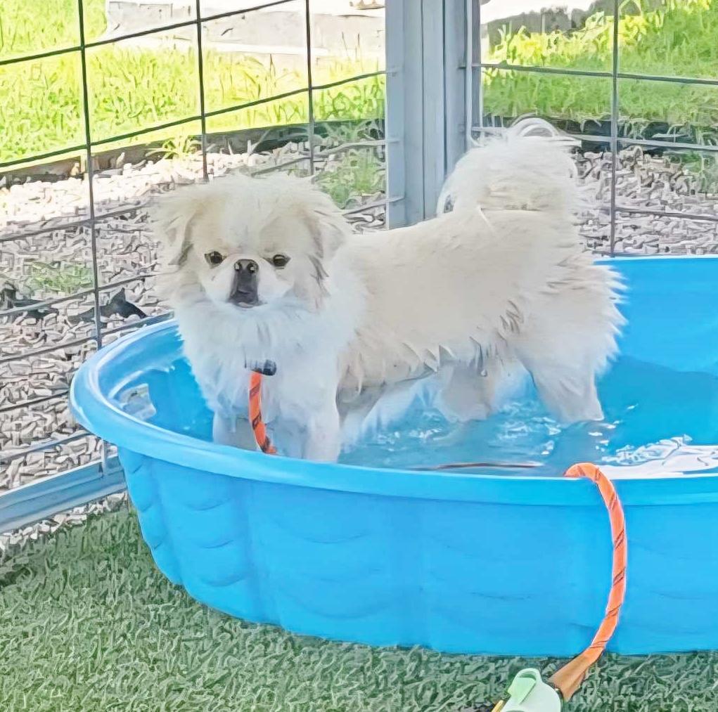 Seth, an adoptable Pekingese in El Paso, TX, 79821 | Photo Image 6