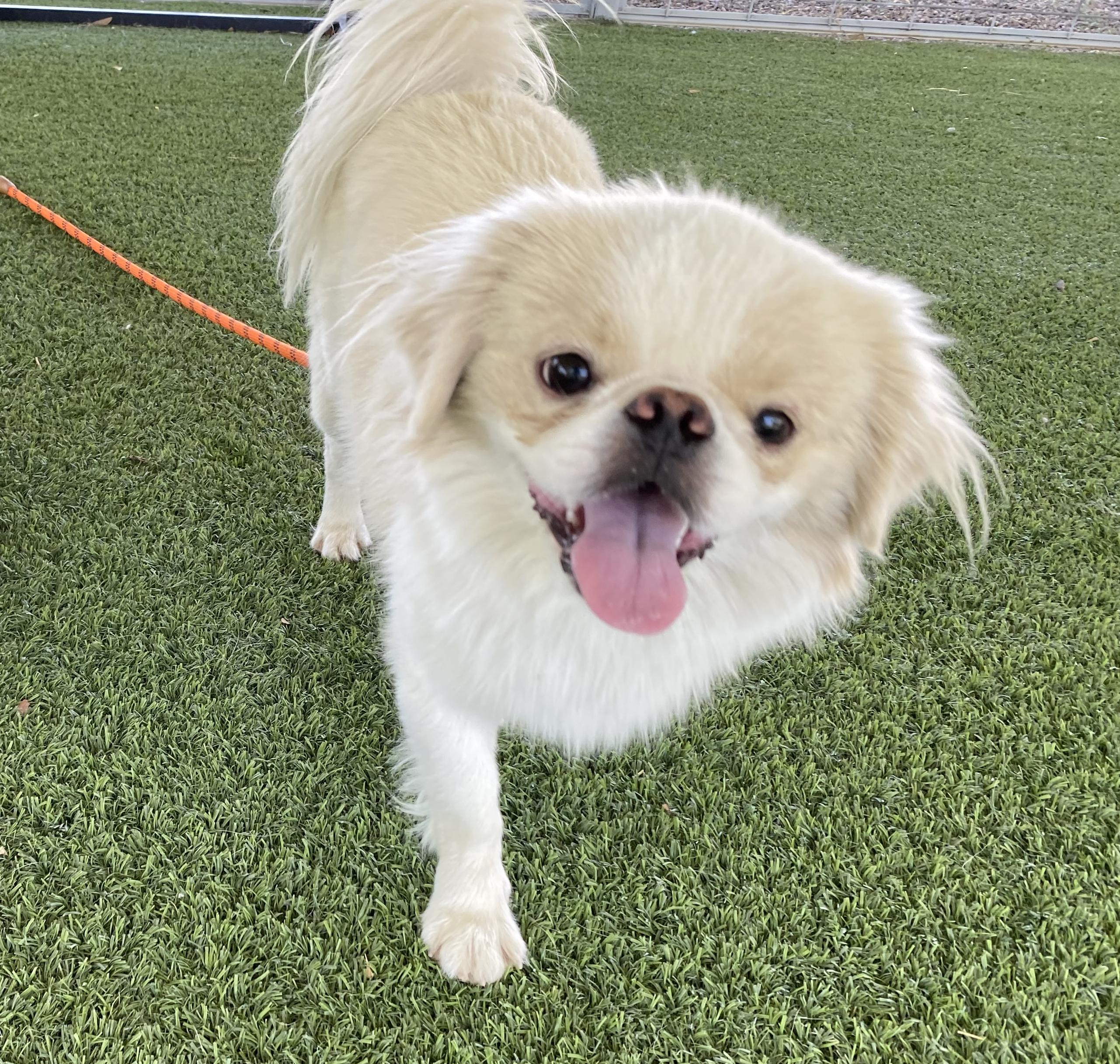Seth, an adoptable Pekingese in El Paso, TX, 79821 | Photo Image 3