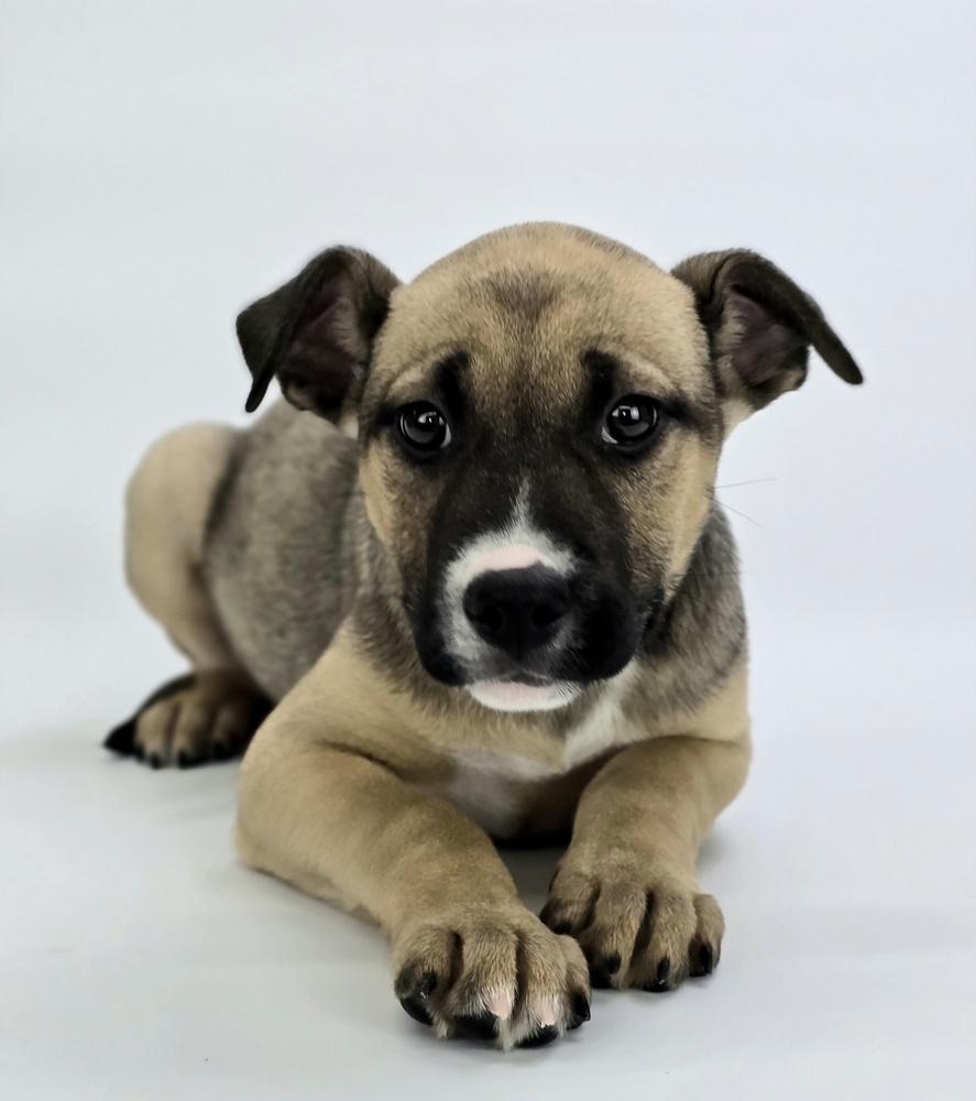 Enlarge Strudel, a Adoptable mixed breed in Sedalia, CO image 1/6