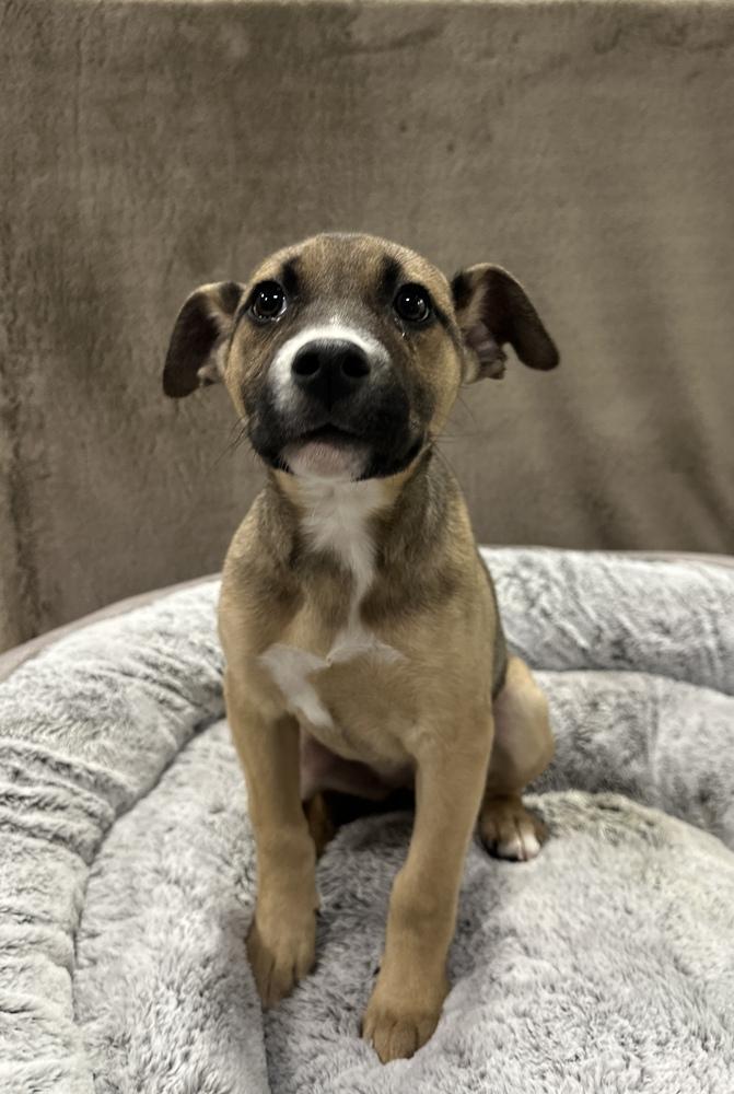 Enlarge Strudel, a Adoptable mixed breed in Sedalia, CO image 2/6
