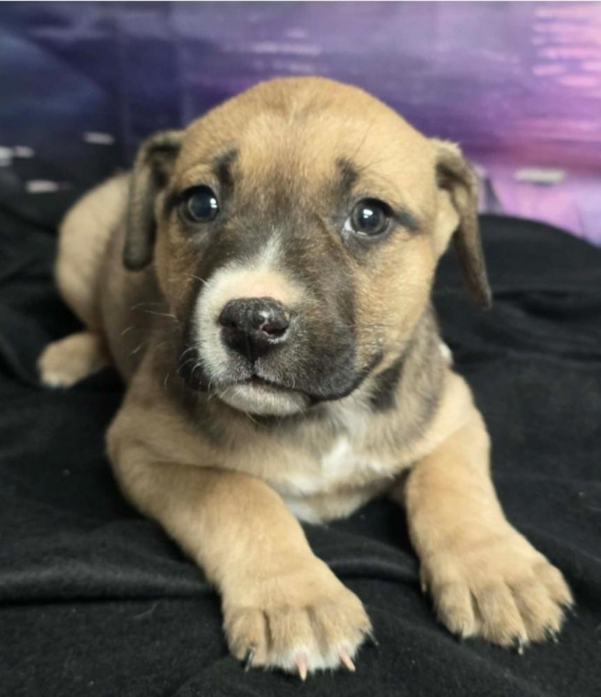Enlarge Strudel, a Adoptable mixed breed in Sedalia, CO image 2/4