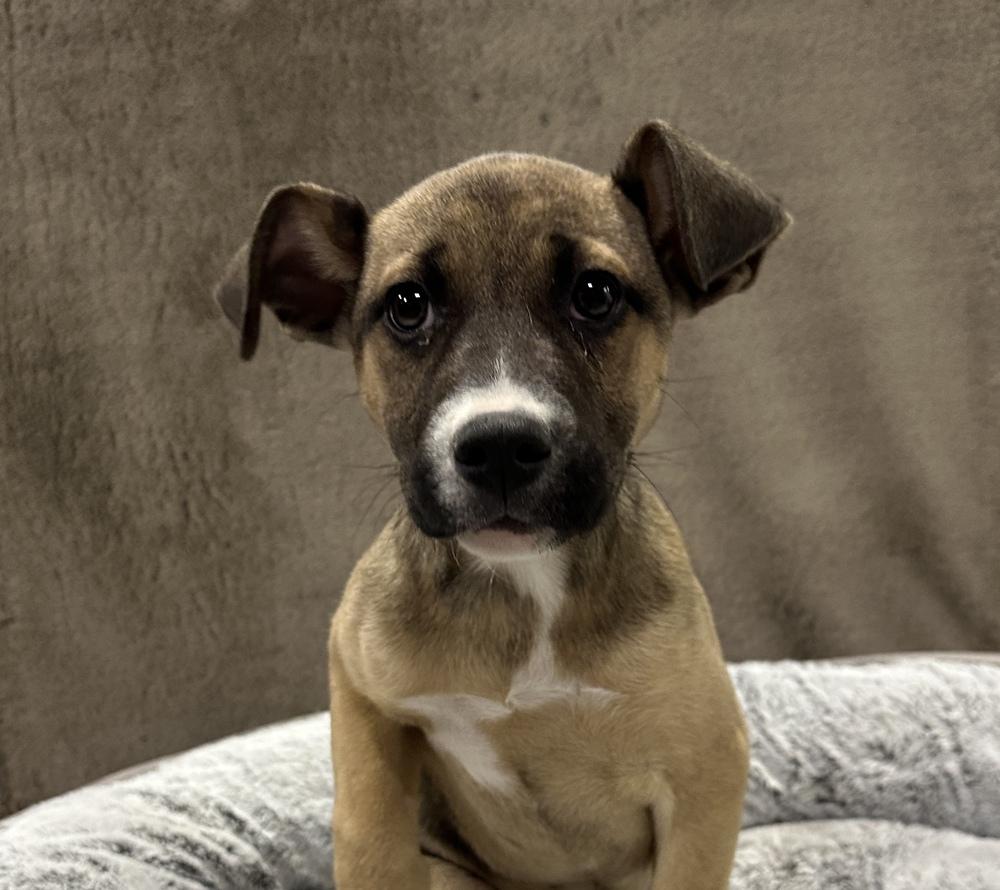 Enlarge Strudel, a Adoptable mixed breed in Sedalia, CO image 4/6