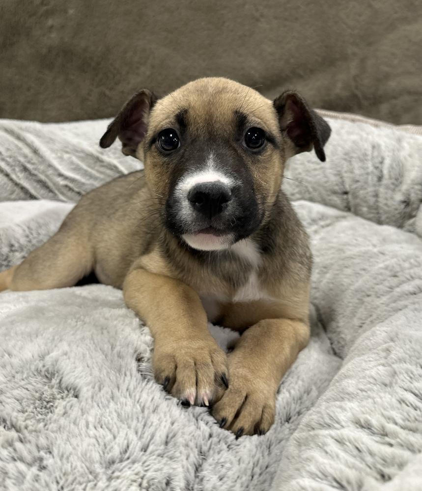Enlarge Strudel, a Adoptable mixed breed in Sedalia, CO image 3/4